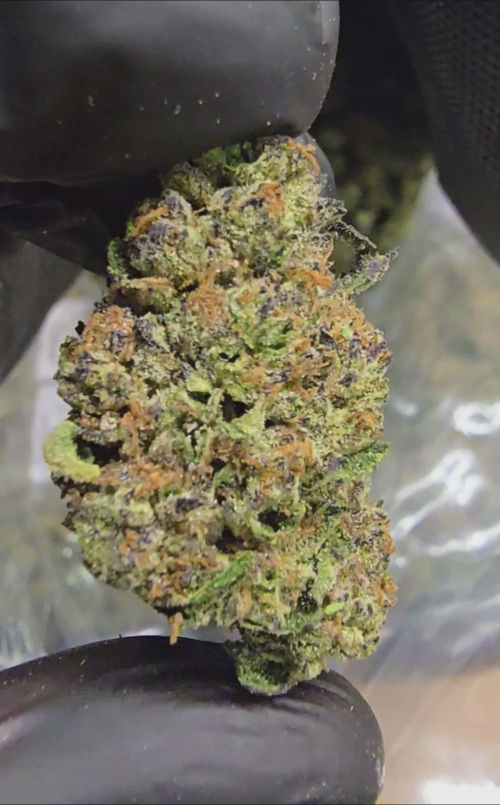 Load video: Lemon Cherry Gelato | Top Shelf | Flower | ON SALE