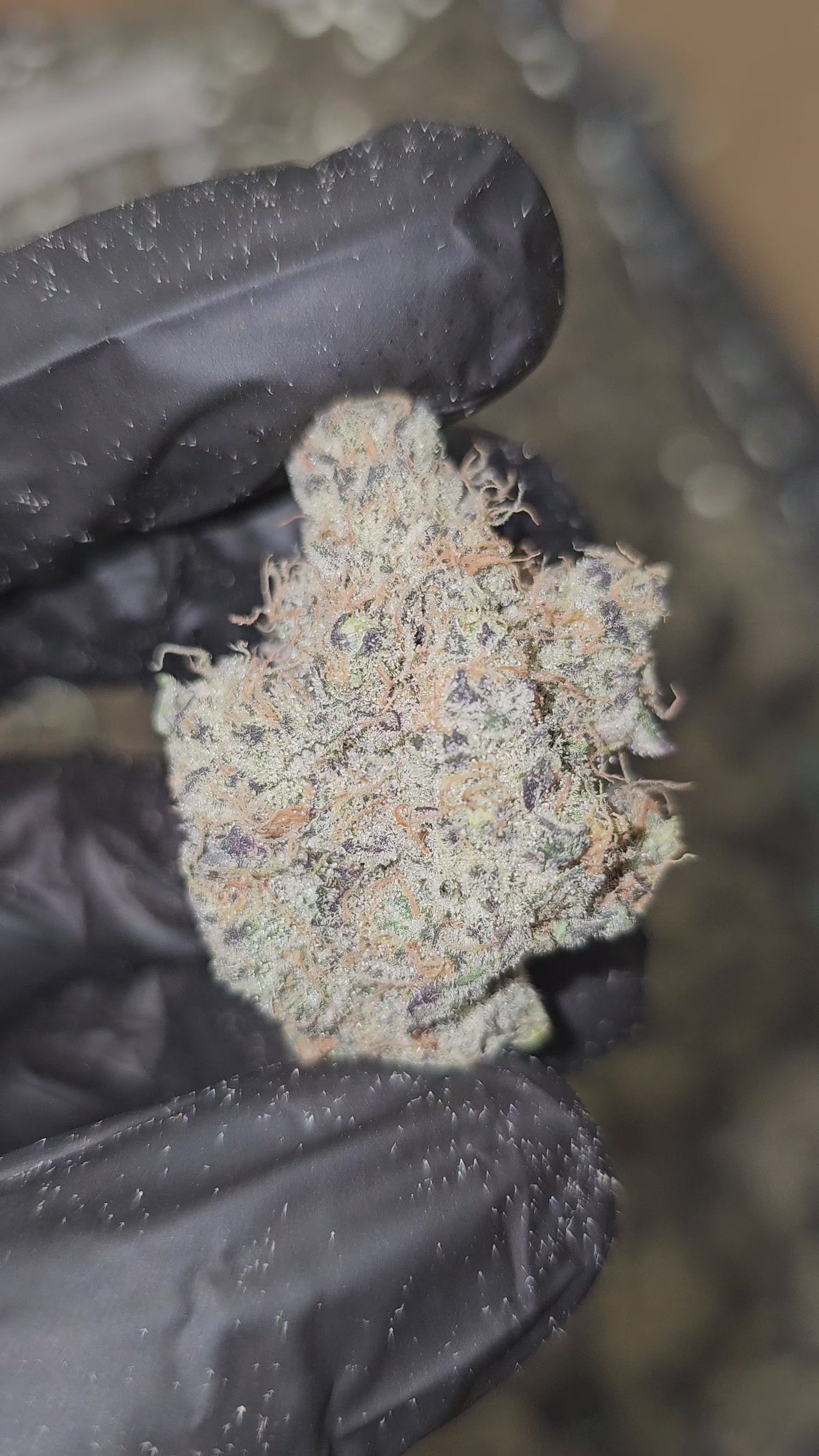 Load video: Gary Payton | First Cut Exotics | Flower