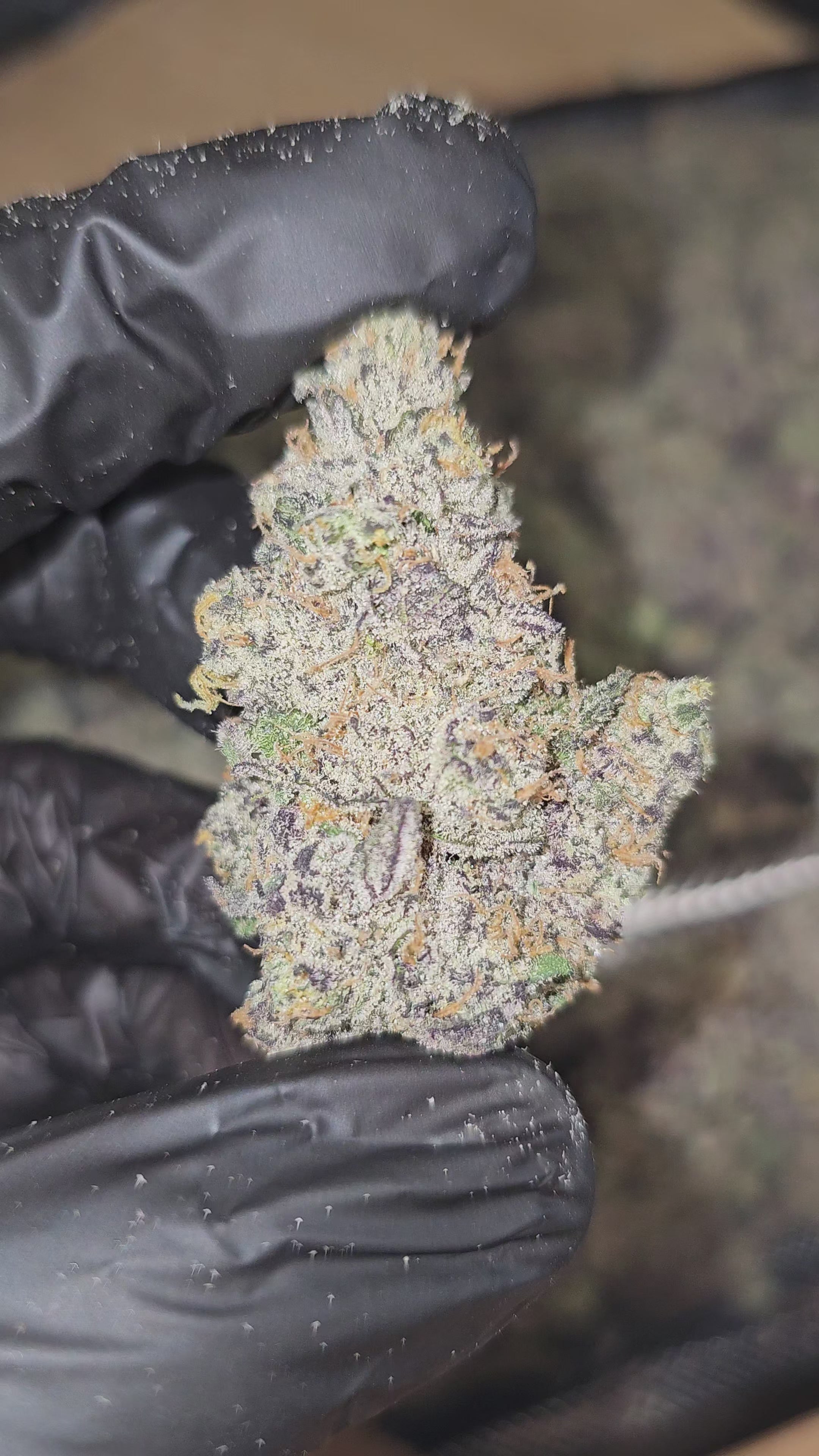 Load video: Apple Gas x Unicorn Poop | First Cut Exotics | Flower | 30.57%