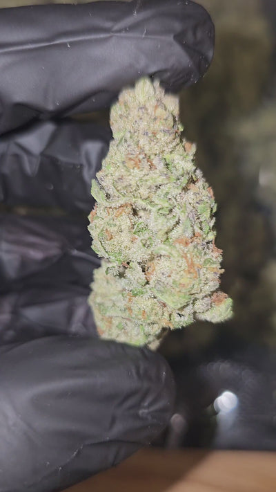 Punch Out | Top Shelf | 31% | Flower