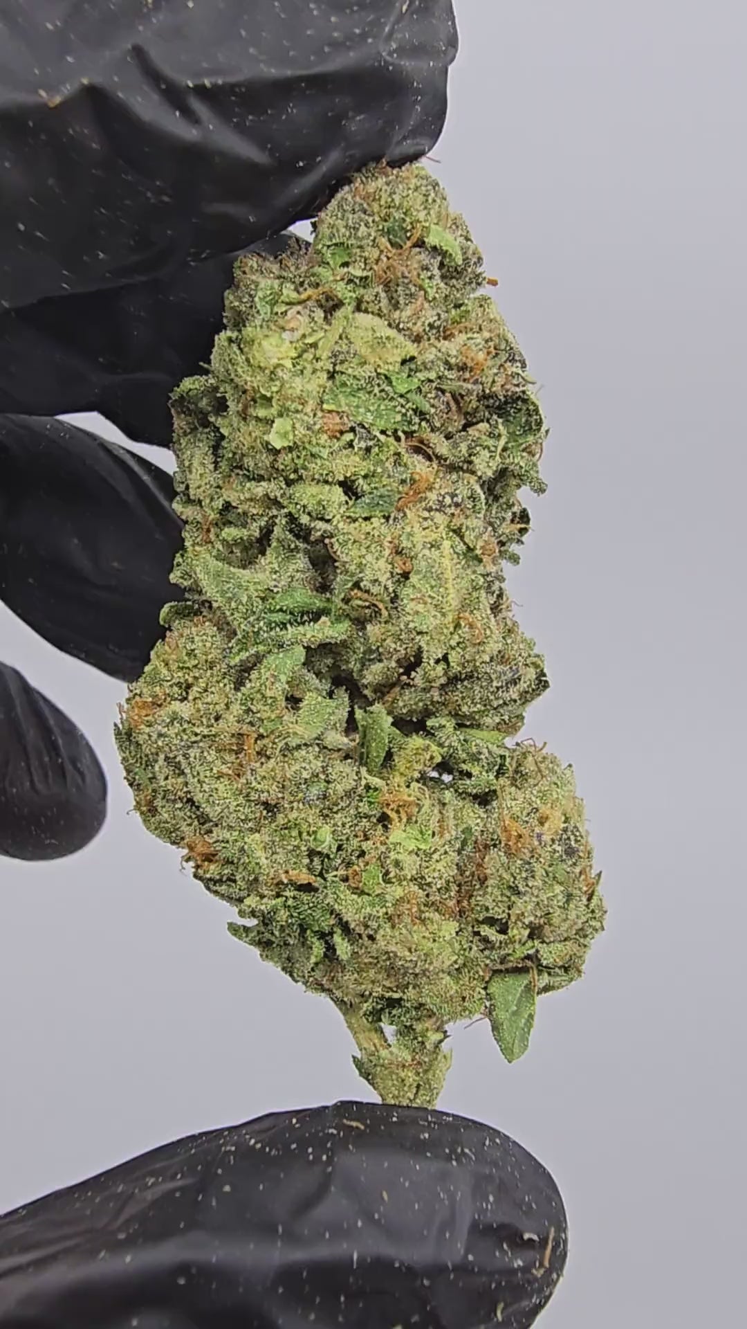 Load video: Lemon Barz | Top Tier | Flower