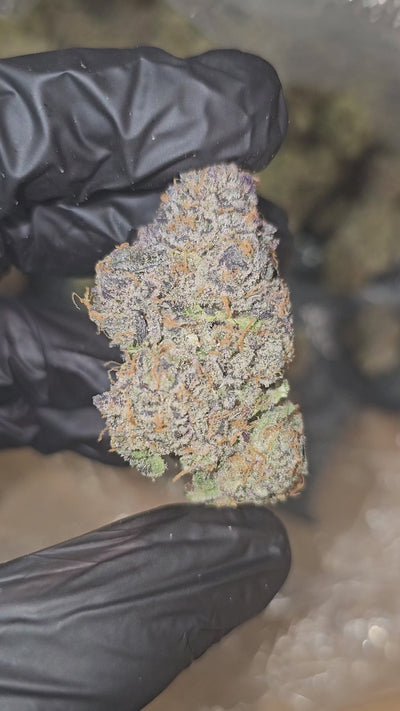 Toad Venom | First Cut Exotics | Flower