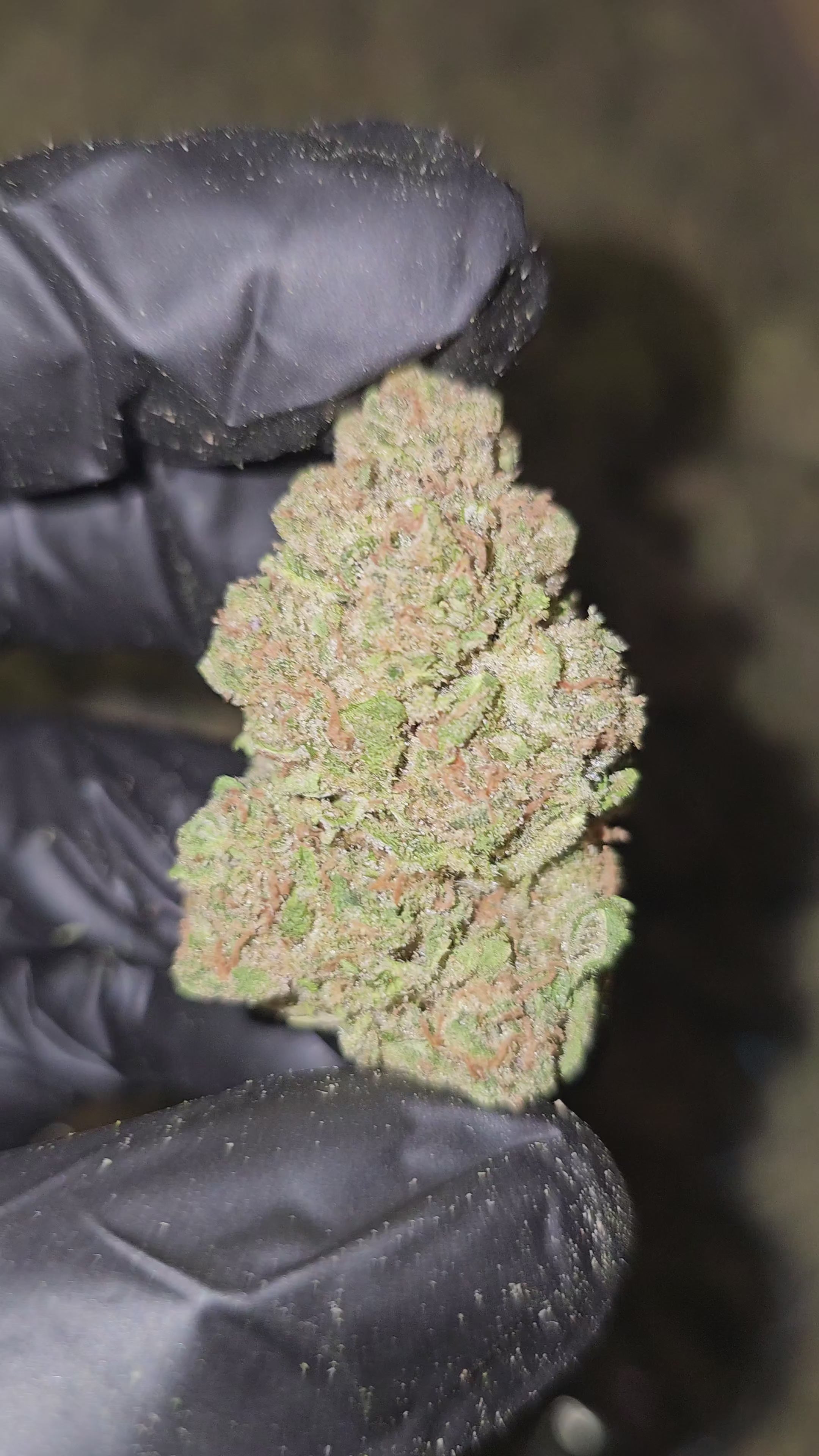 Zkittles x Gello | Top Shelf | Flower