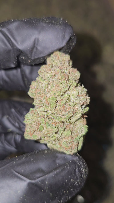 Zkittles x Gello | Top Shelf | Flower