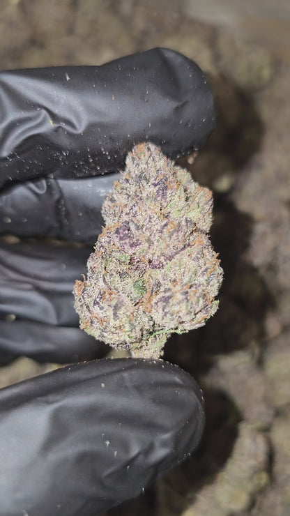 Ridgeline Lantz | First Cut Exotics | Flower | 31.41%