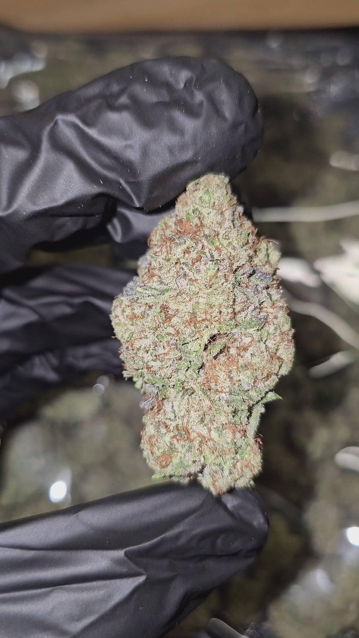 Point Breeze | Boutique Exotics Flower | On Sale
