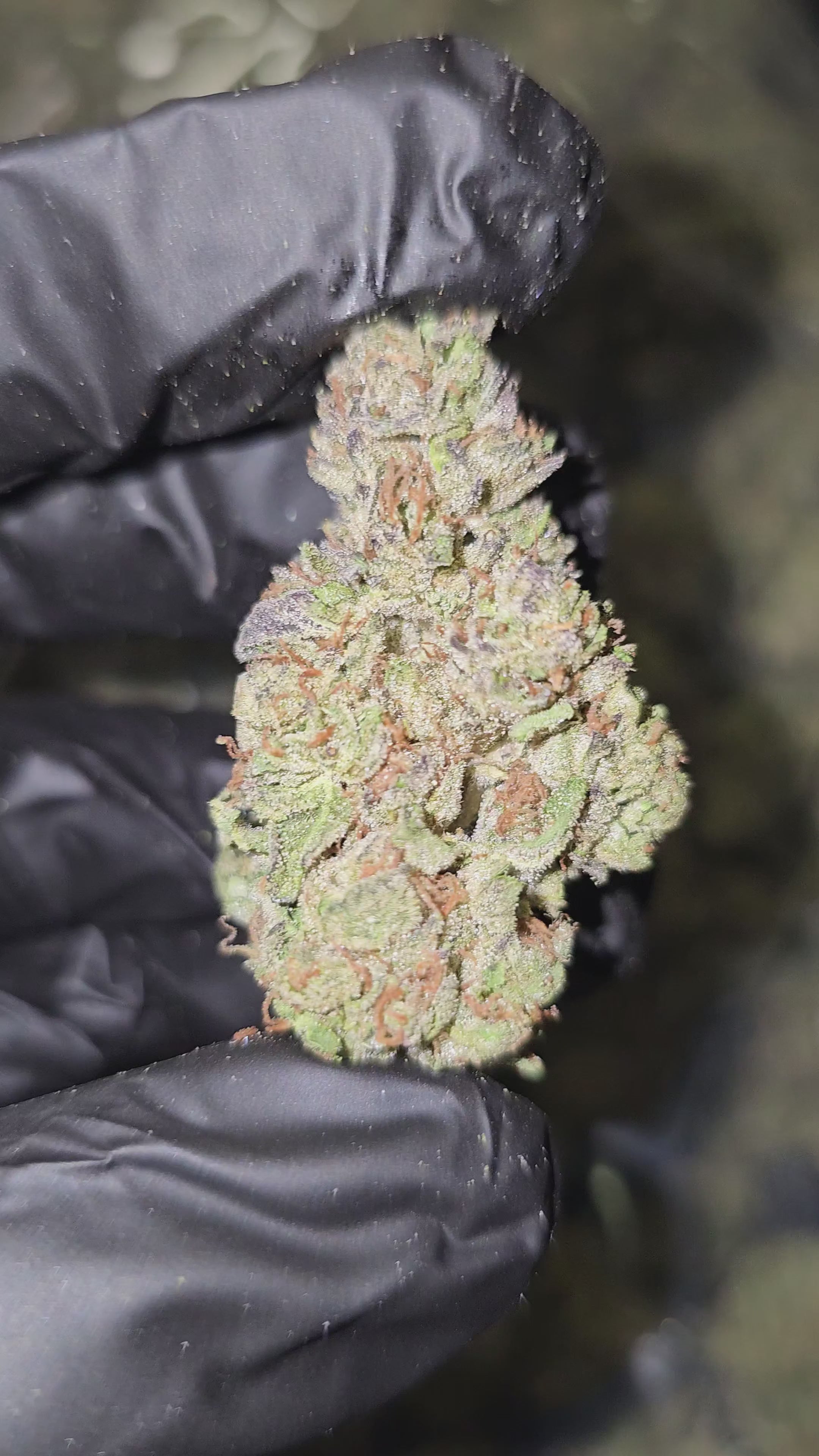 Jelly Roll | Top Shelf | Flower