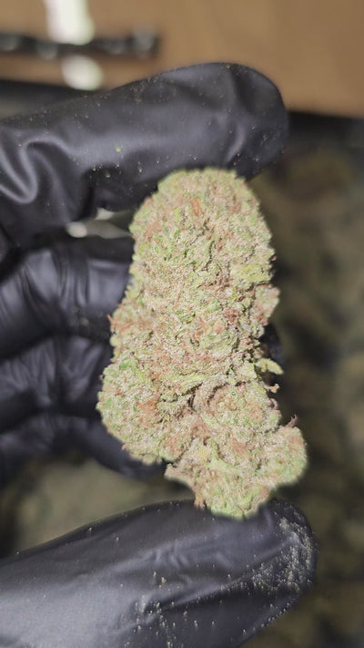 Blue Dream | Top Shelf Flower 31% | On Sale