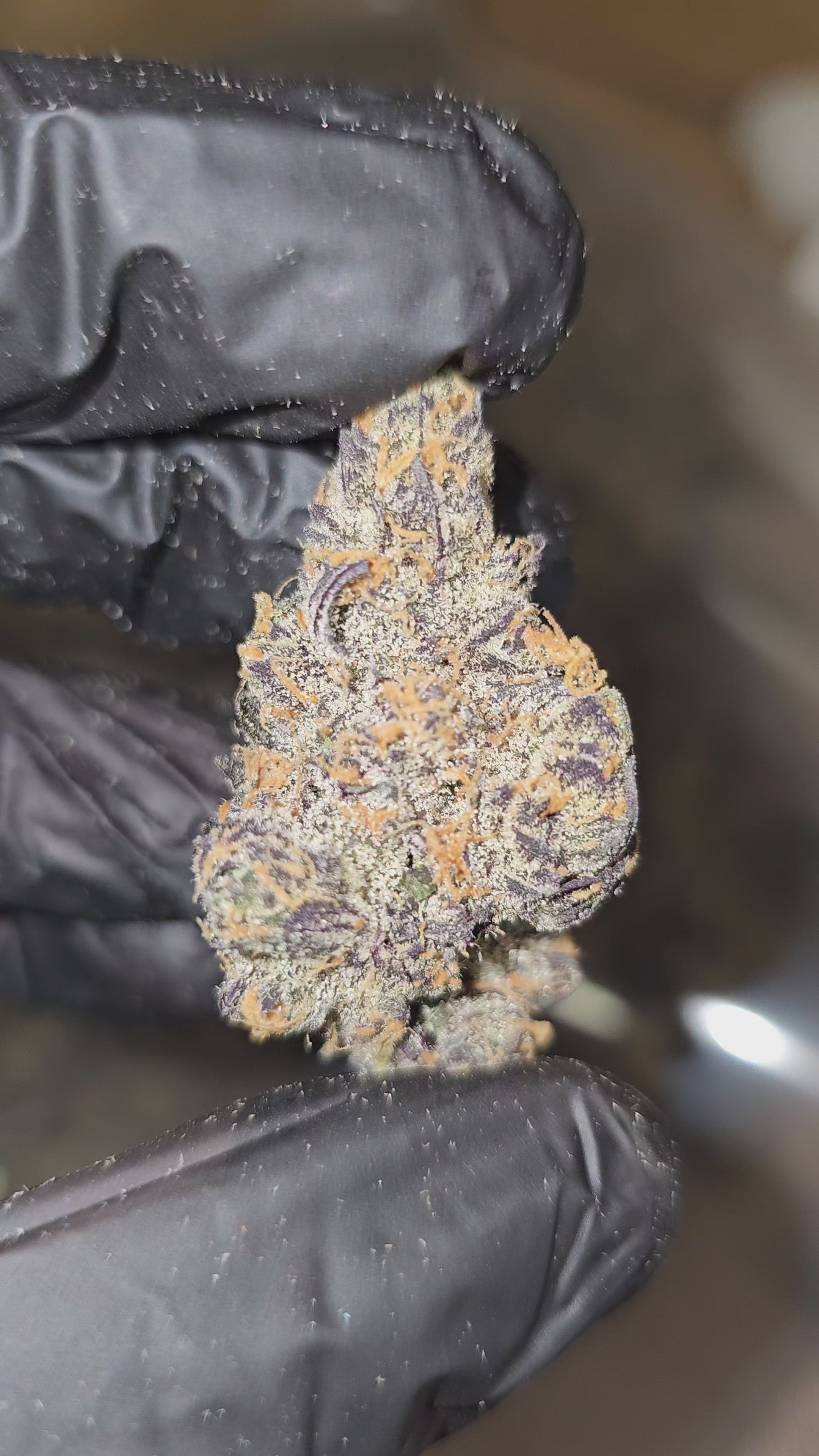 Black Onion | First Cut Exotics | Flower