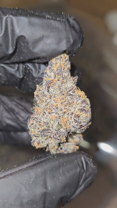 Black Onion | First Cut Exotics | Flower