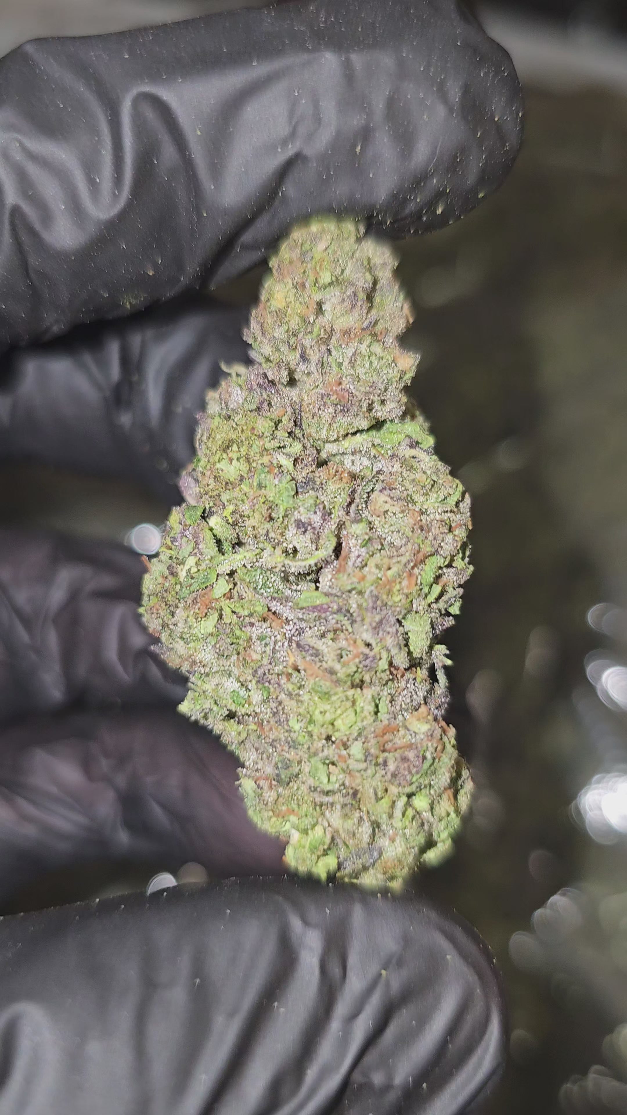 Load video: Cotton Candy Z | Budget Top Shelf | Flower | On Sale