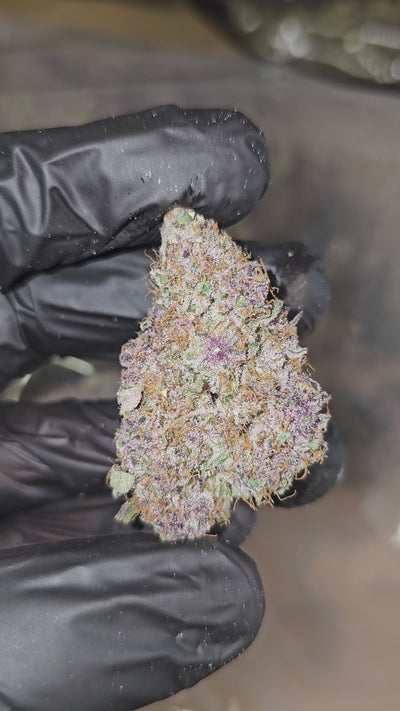 Tropicana Cherry | First Cut Exotics | Flower | ON SALE