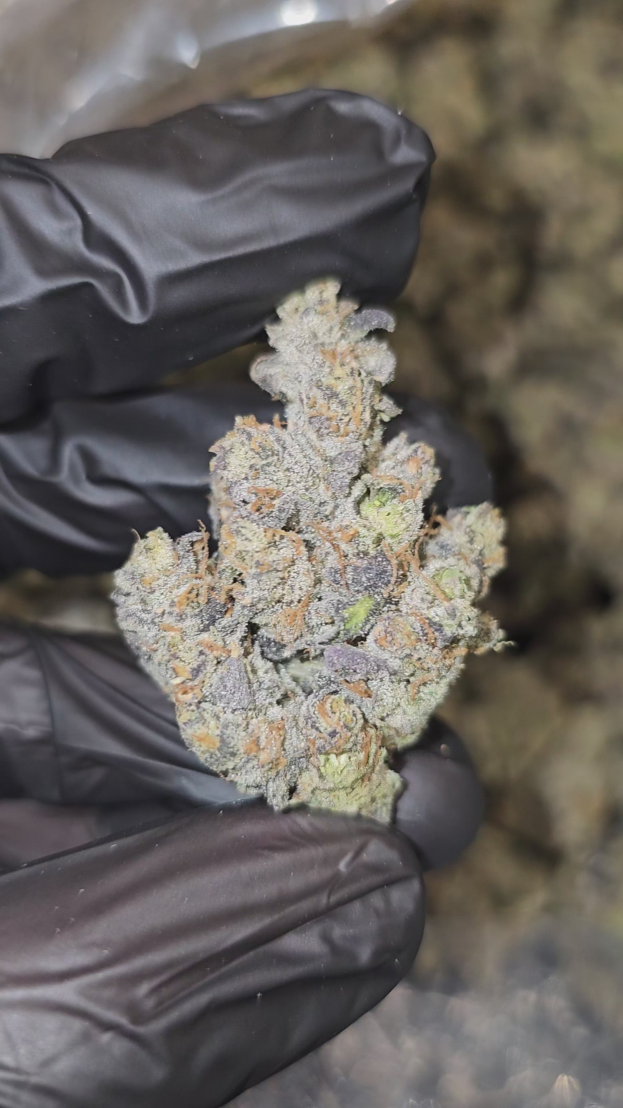 Load video: London Jealousy | Boutique Exotics | Flower