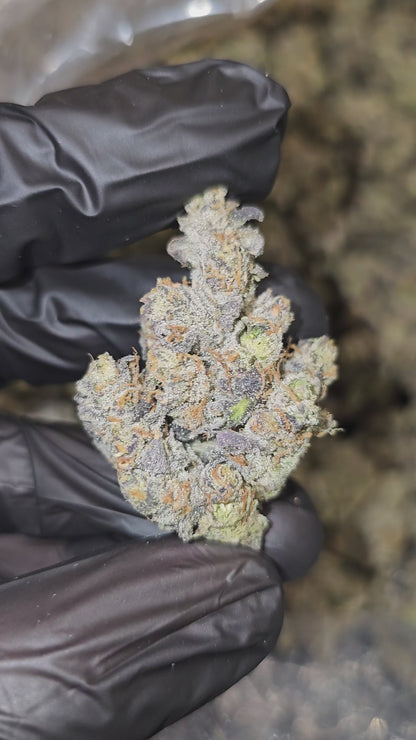 London Jealousy | Boutique Exotics | Flower