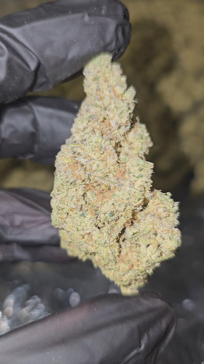 Love Potion | Top Shelf | Flower