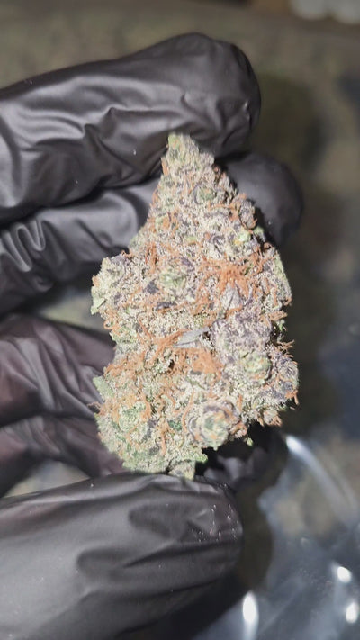 Blue Dream x Masalda | Boutique Exotics | Flower