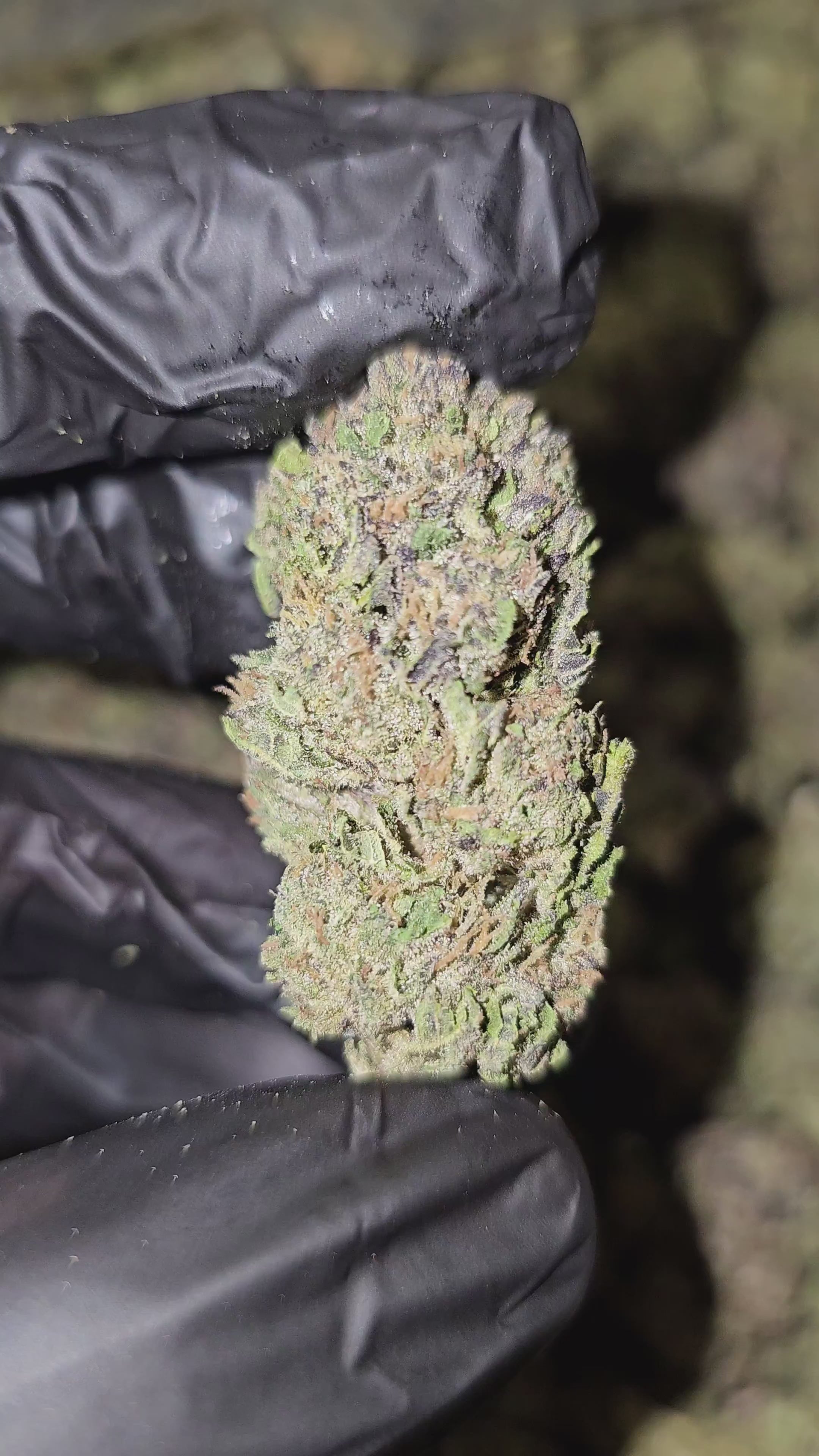 White Runtz | Top Shelf | Flower | On Sale