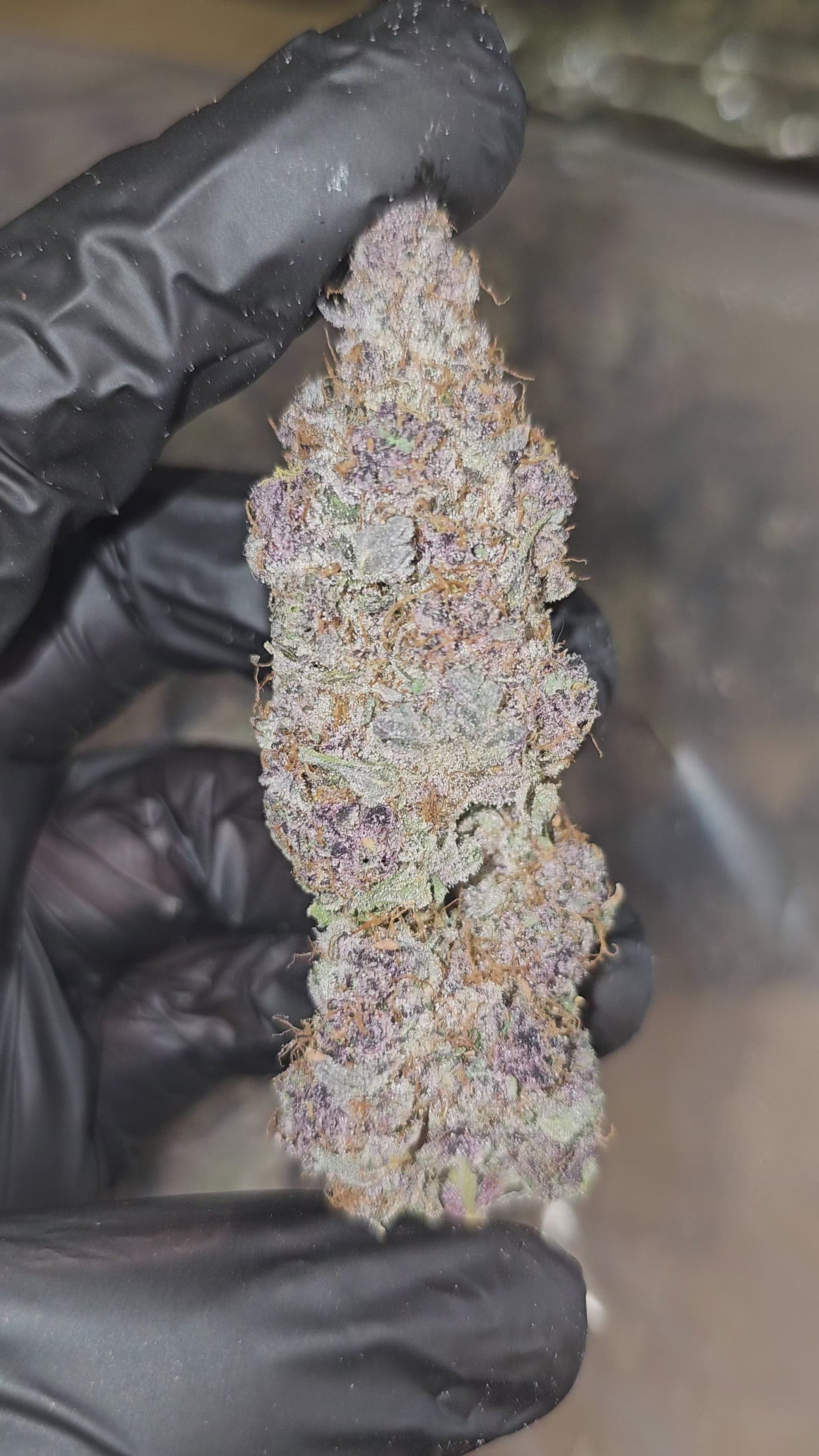 Tropicana Cherry | First Cut Exotics | Flower | ON SALE