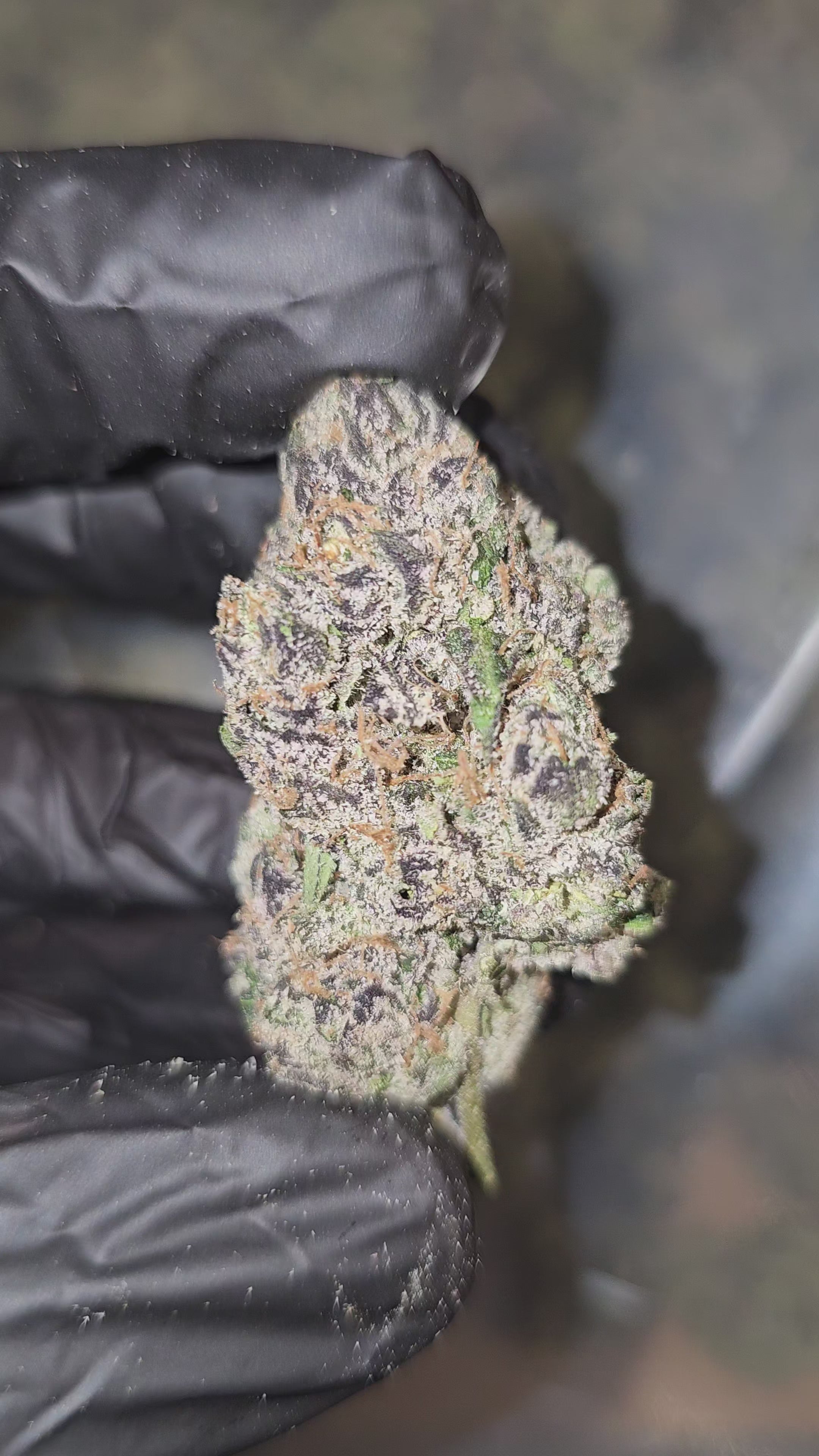 Load video: Diesel's Runtz | First Cut Exotics | 33% | Flower