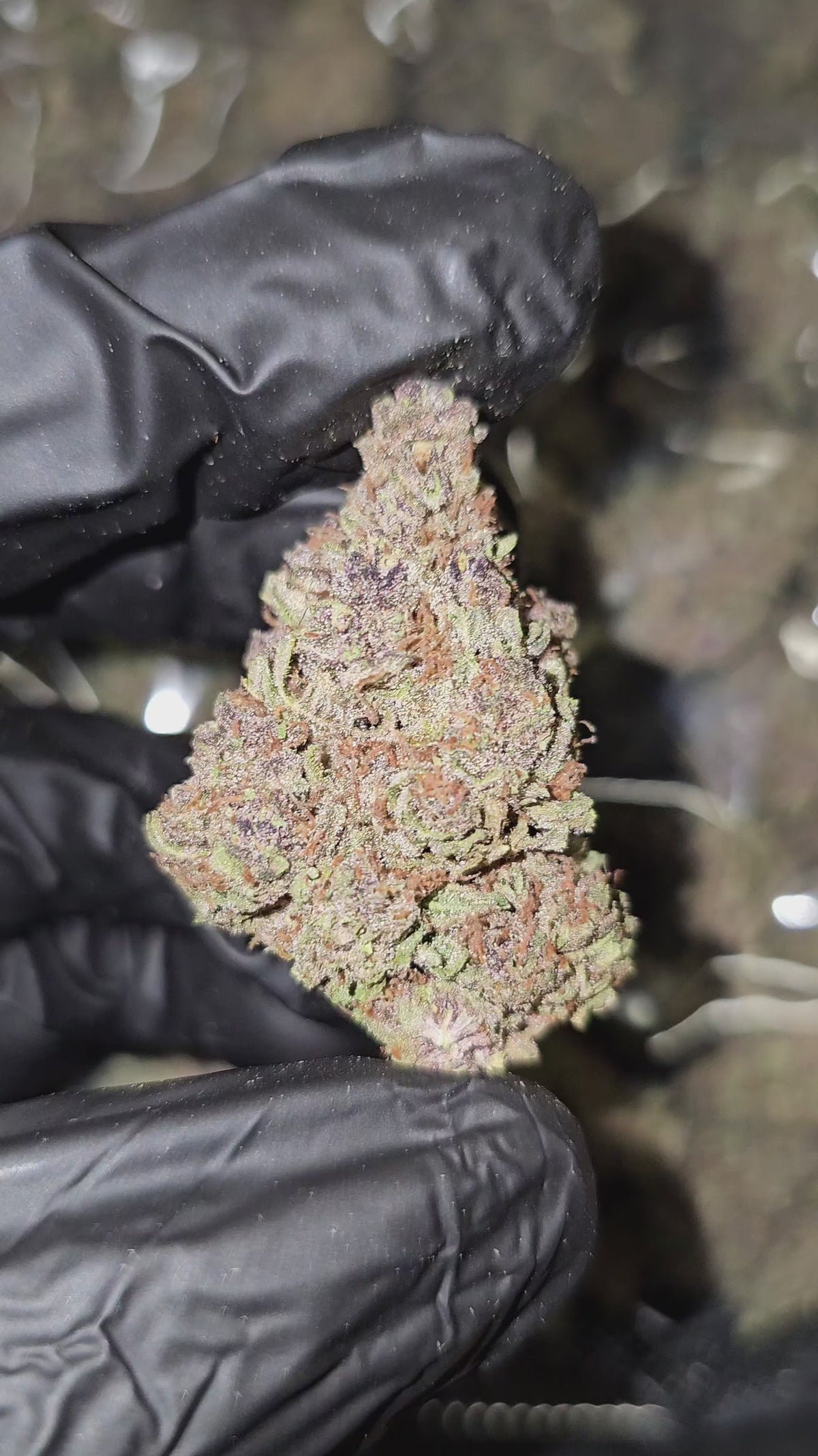 Load video: Trop Cherry | Top Shelf Flower 32% | On Sale