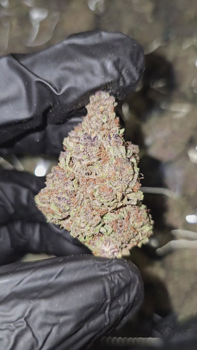 Trop Cherry | Top Shelf Flower 32% | On Sale