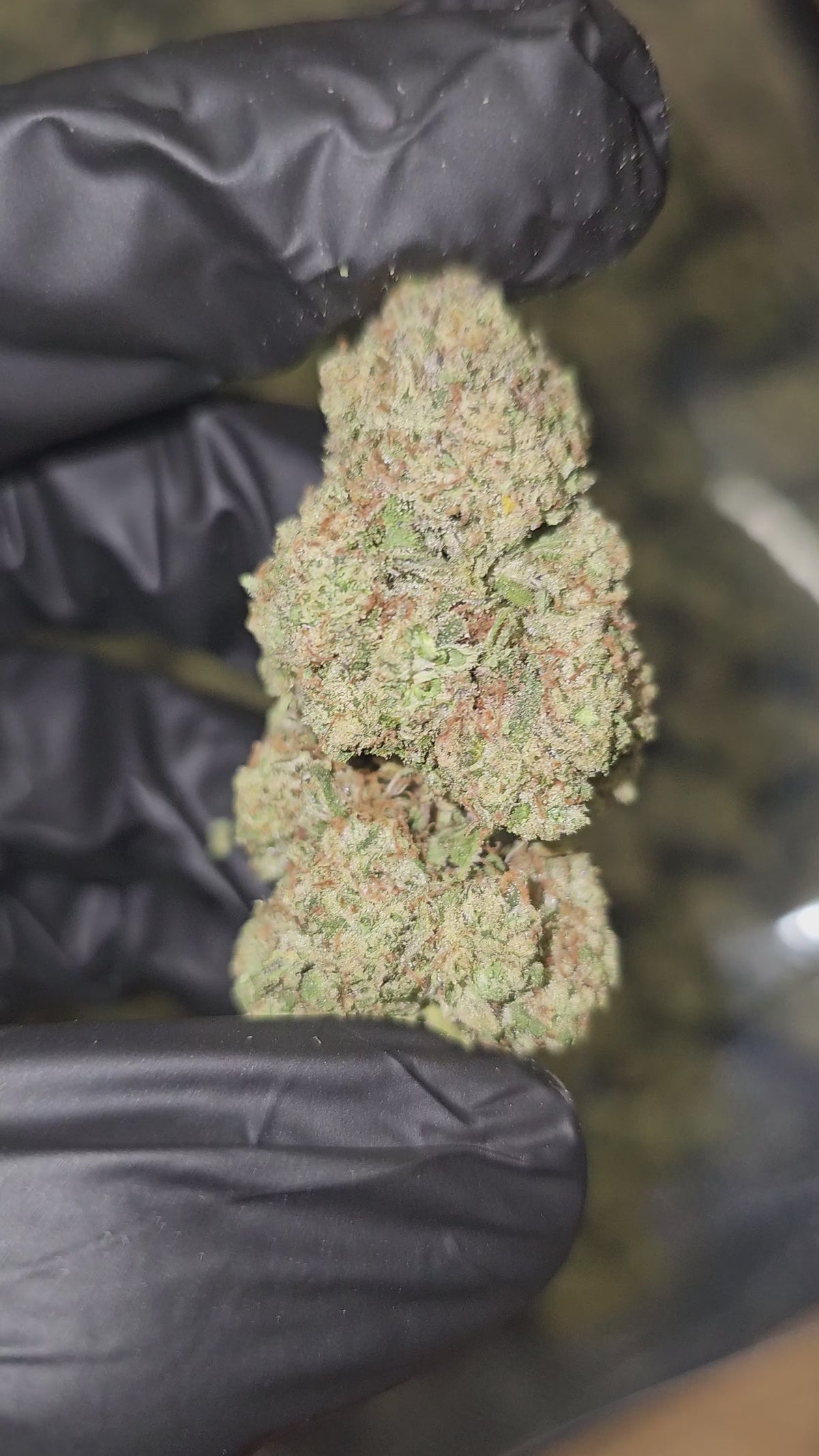 Load video: Peach Maraschino Cherry | Top Shelf Flower | On Sale