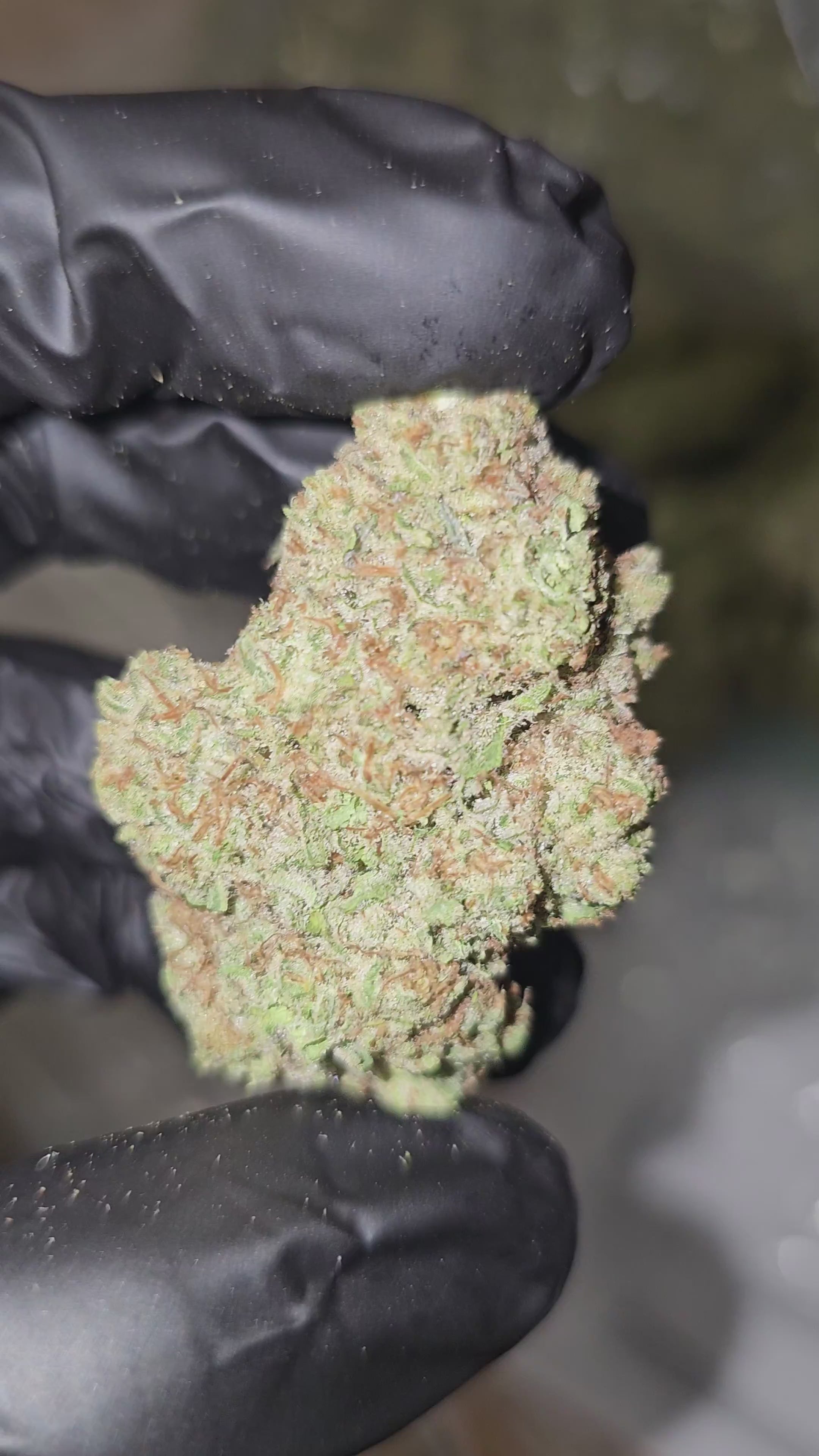 GMO Fasho | Top Shelf | 31% | Flower