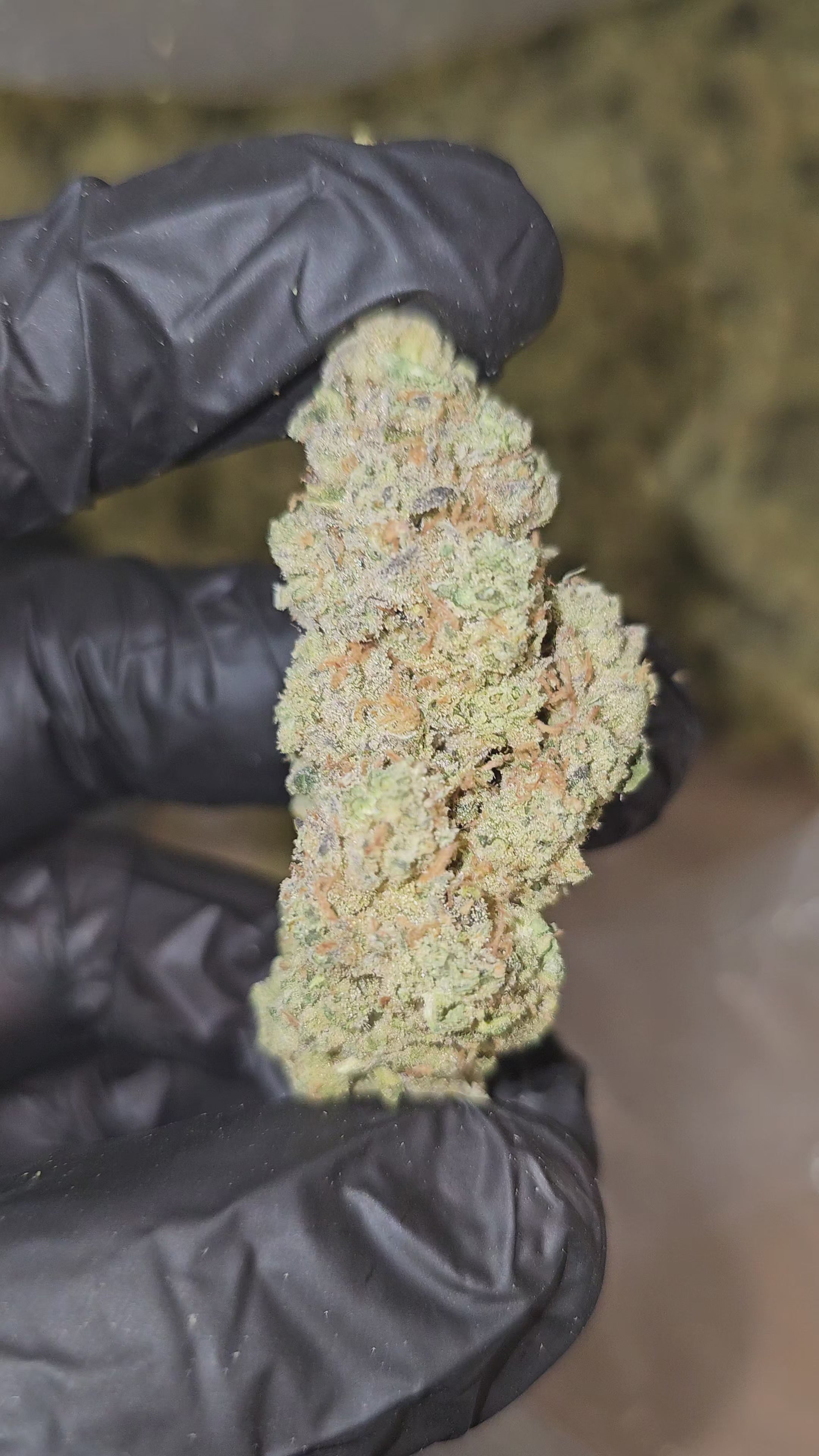 Load video: First Lady | Boutique Exotics | Flower | On Sale