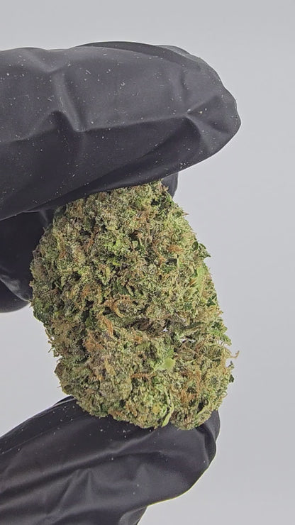 Wonder Bread | Top Shelf | Flower