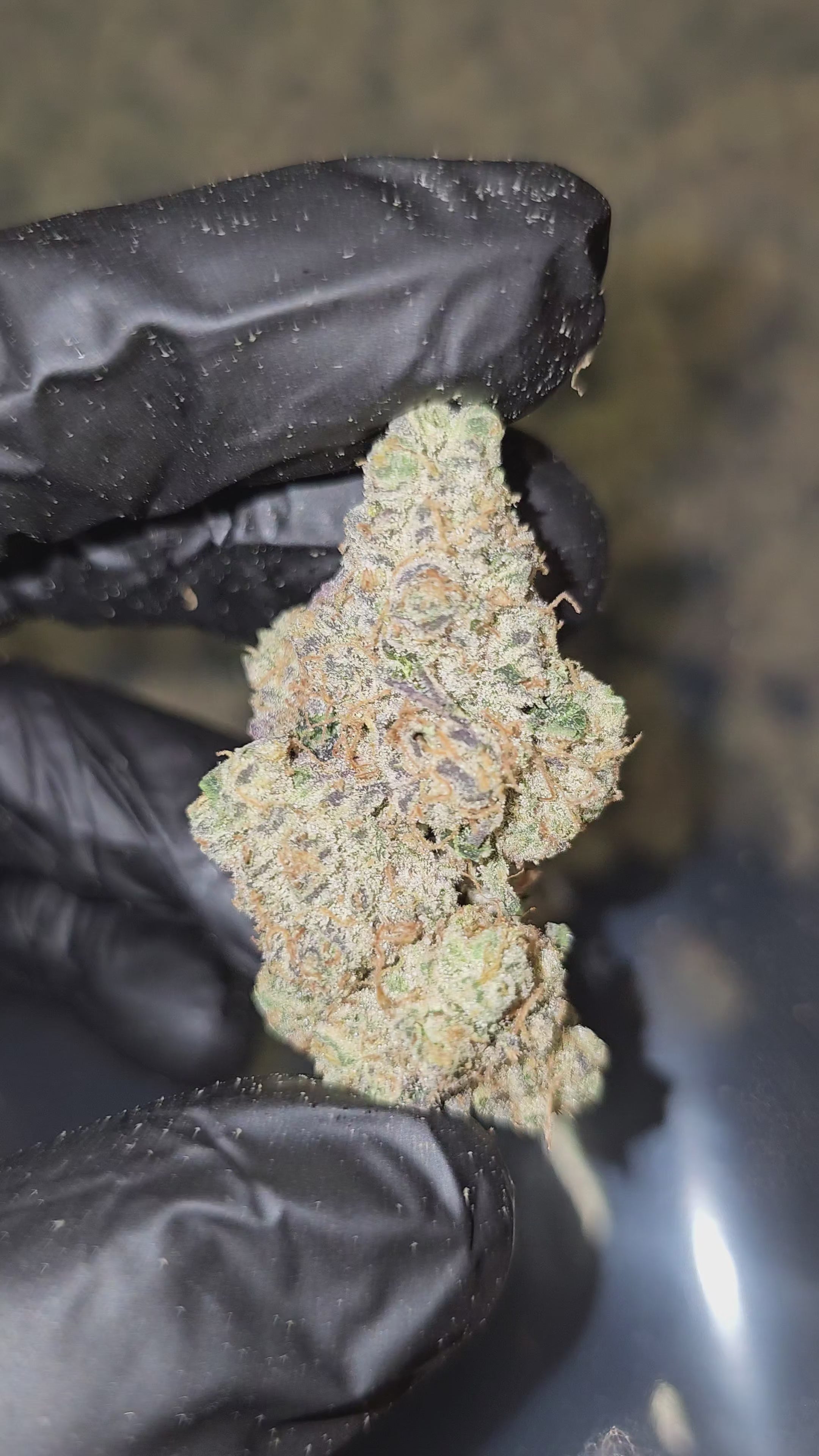 Load video: Watermelon Martini | First Cut Exotics | Flower
