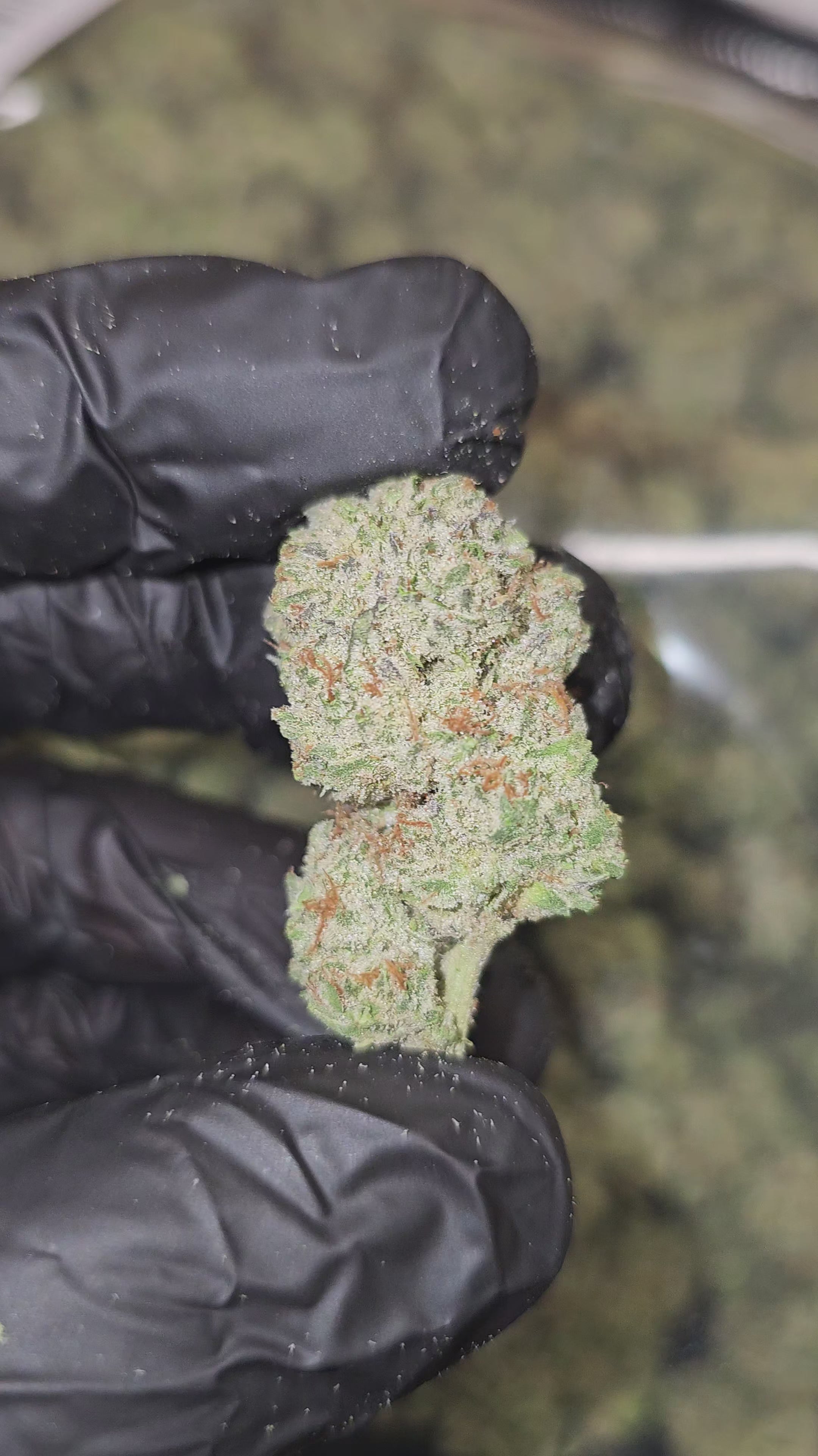 Twisted Oreoz | Top Shelf | Flower