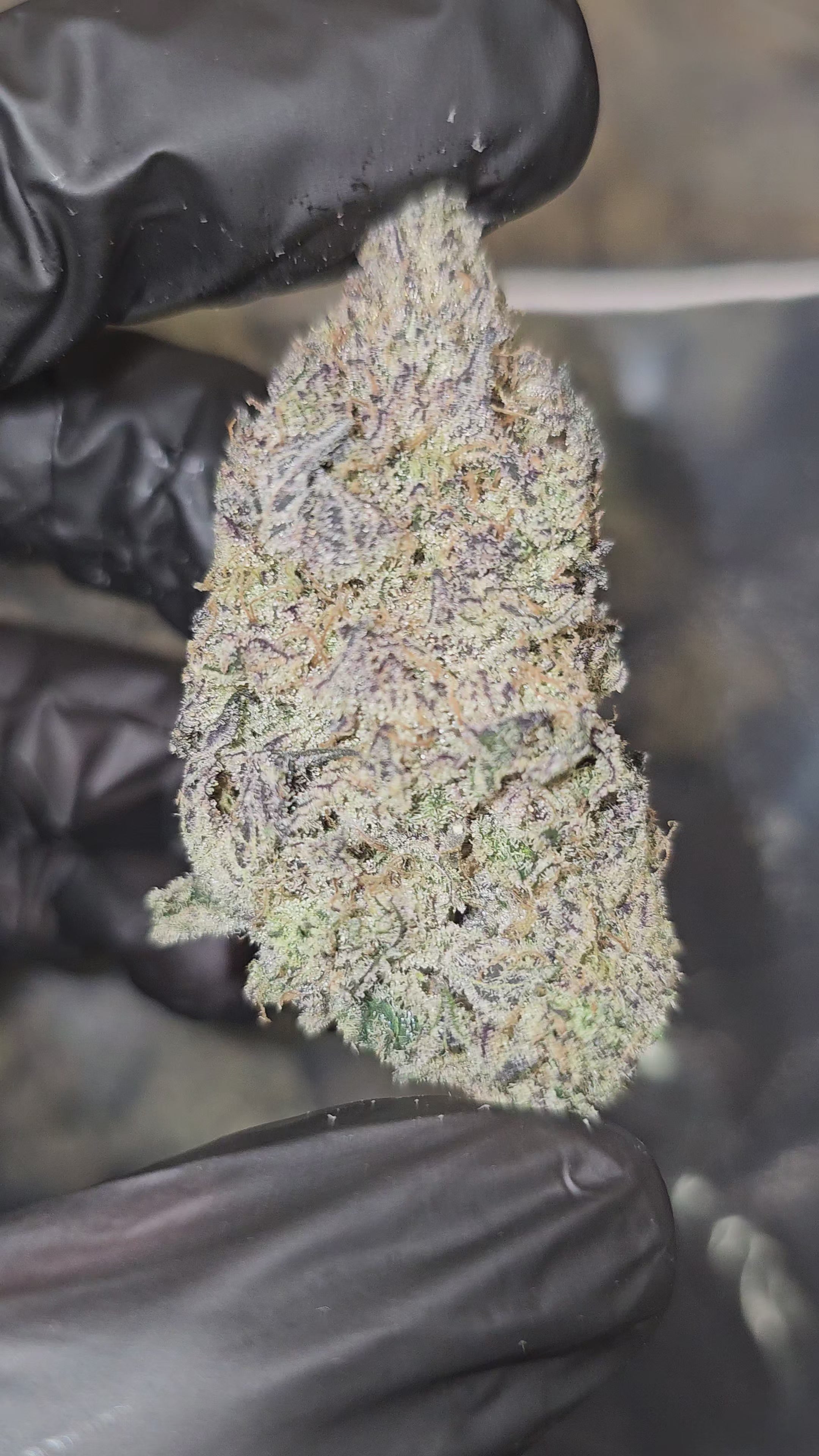 Grape Blunicorn | First Cut Exotics | Flower | 33.29%