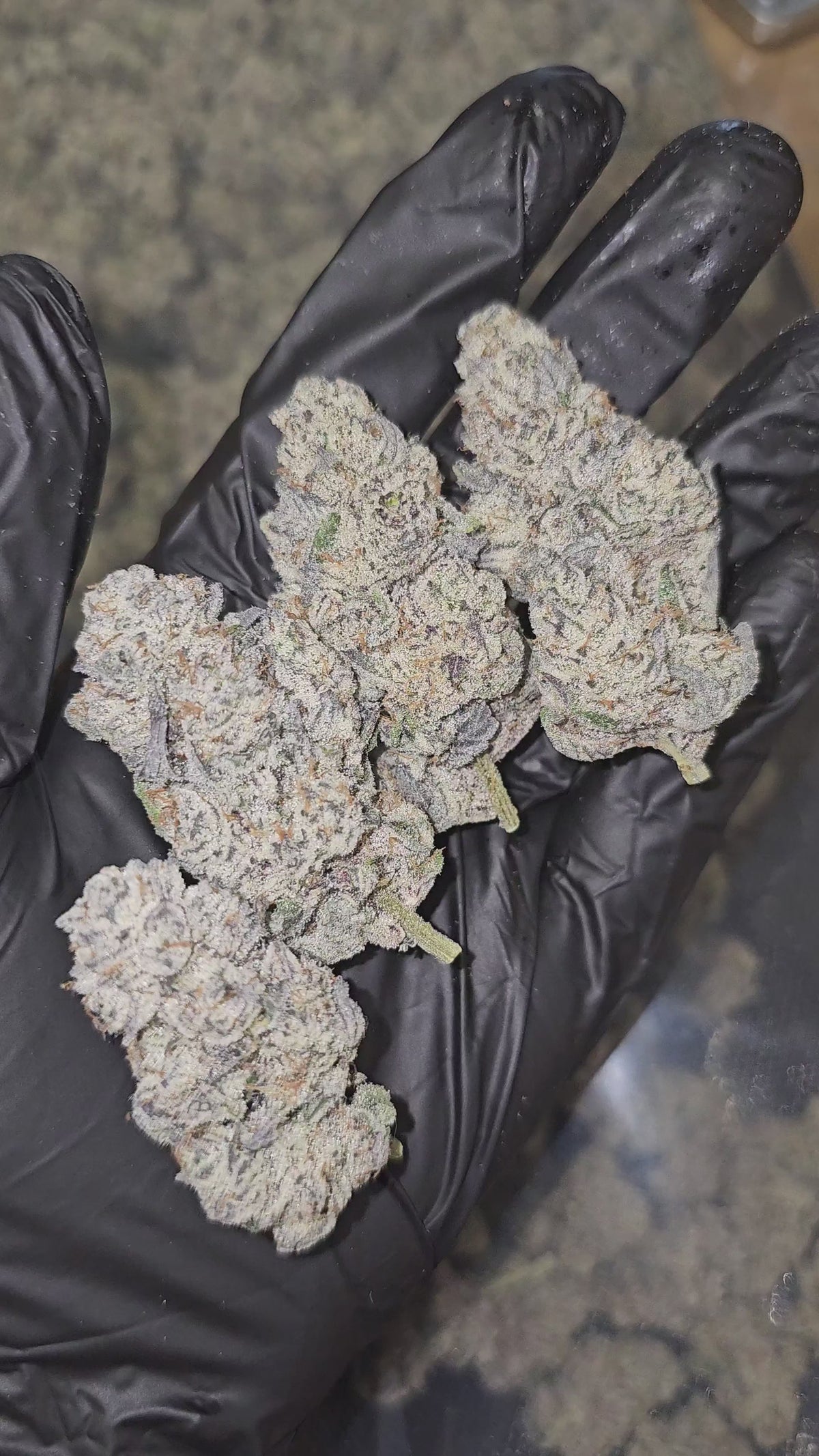 Diesel's Crown OG | Private Reserve Flower | 36%
