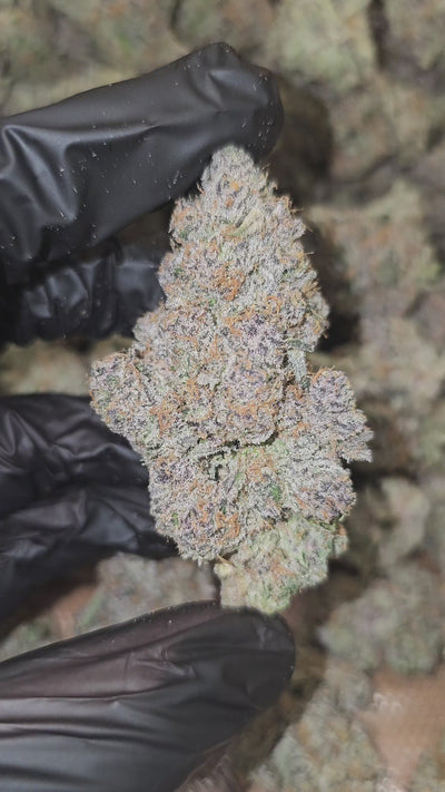 Super Boof | First Cut Exclusive | Flower