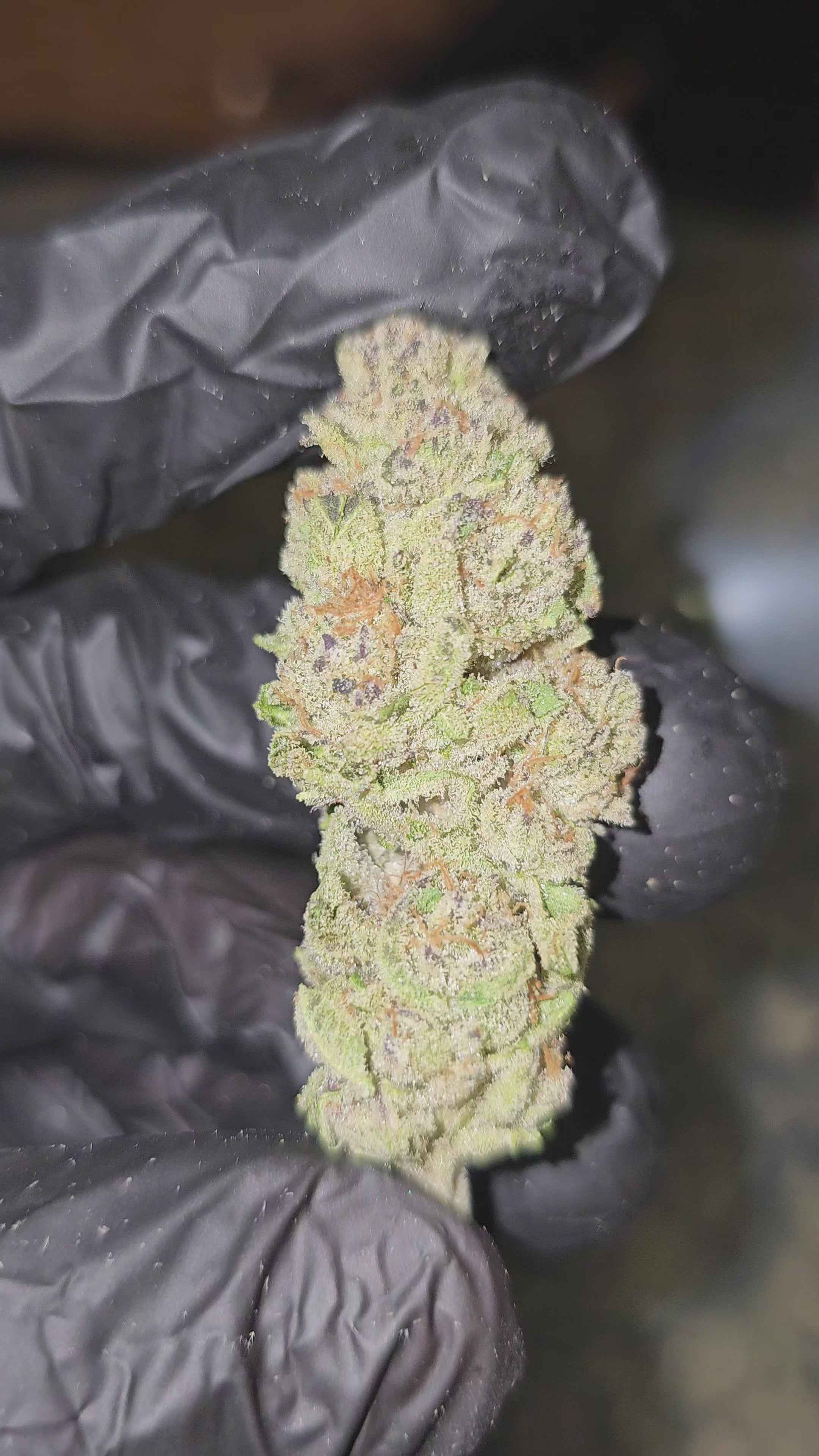 Load video: Punch Breath | Top Shelf | Flower