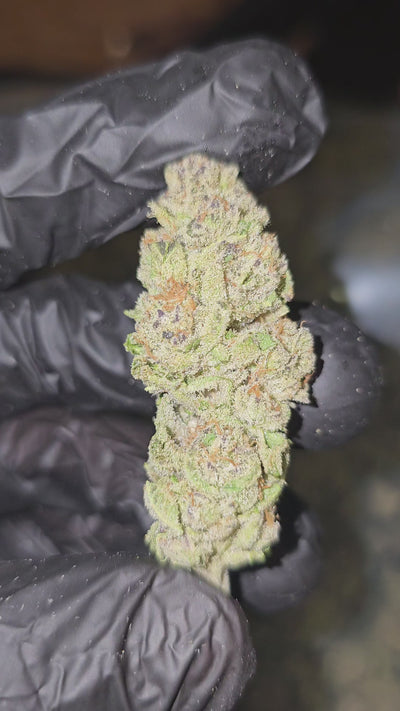 Punch Breath | Top Shelf | Flower