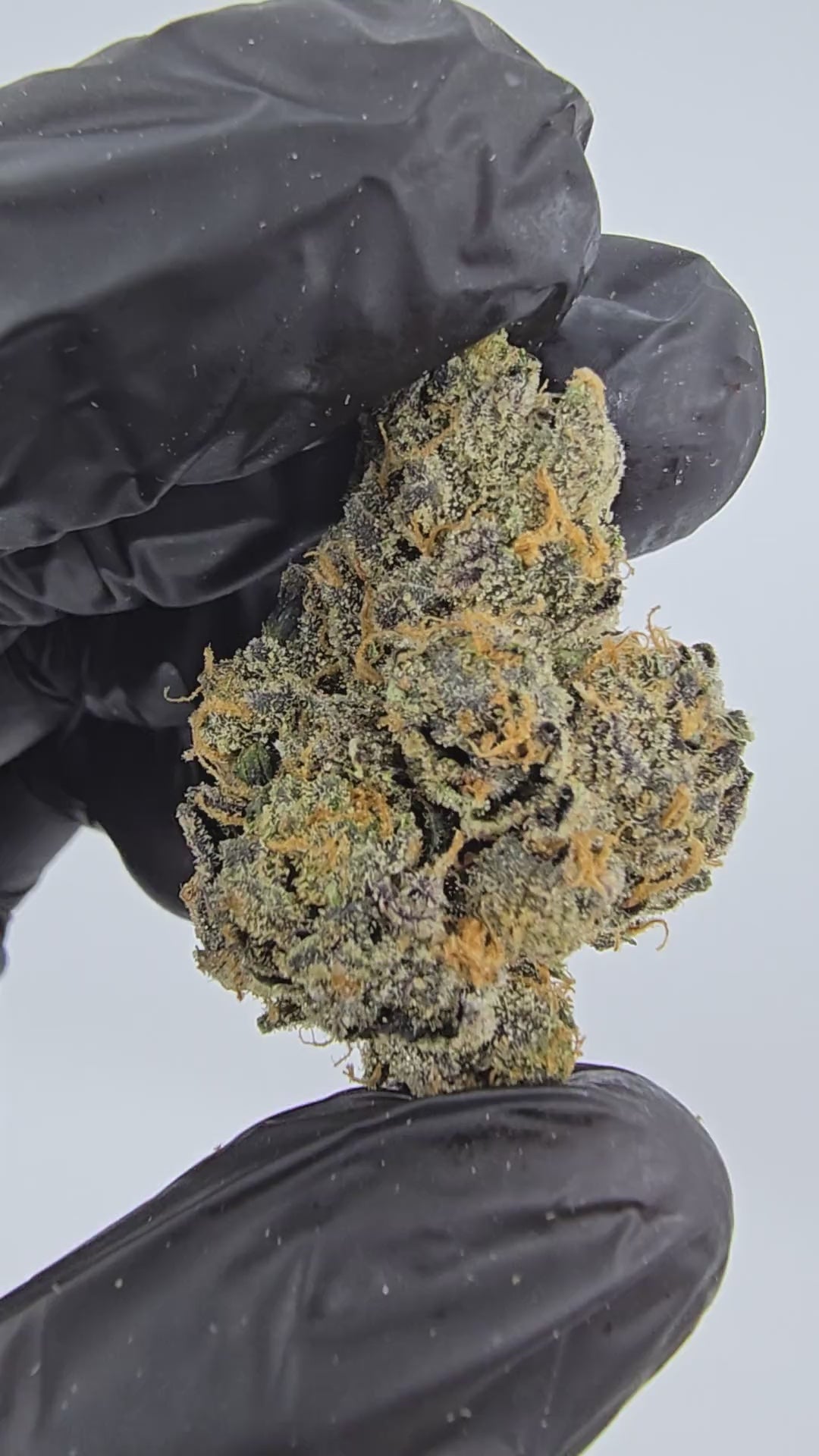 Load video: I-95 Cookiez | Boutique Tier | Flower | 14 Gram Pack