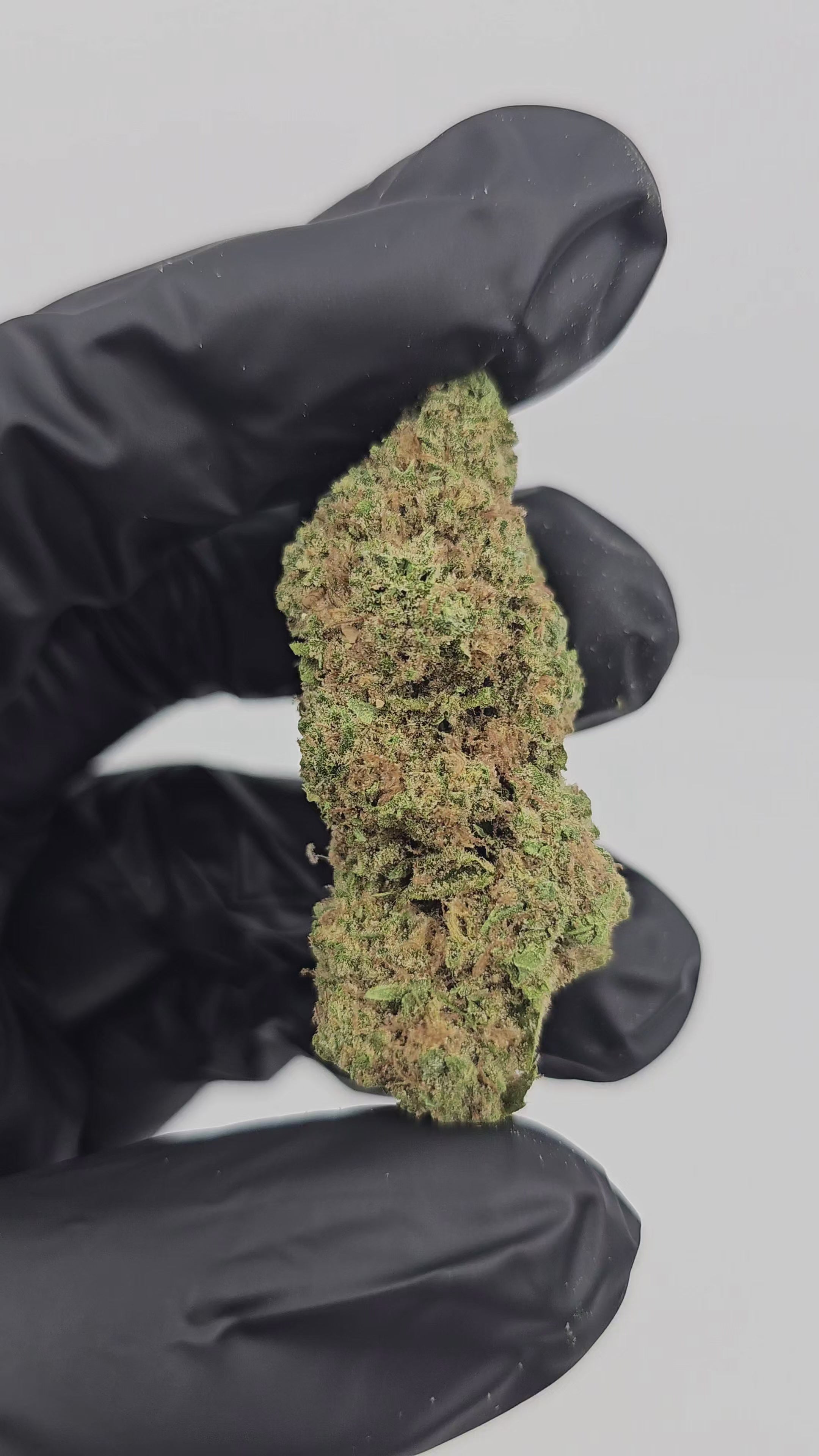 Blue Dream | Top Shelf Flower 31% | On Sale