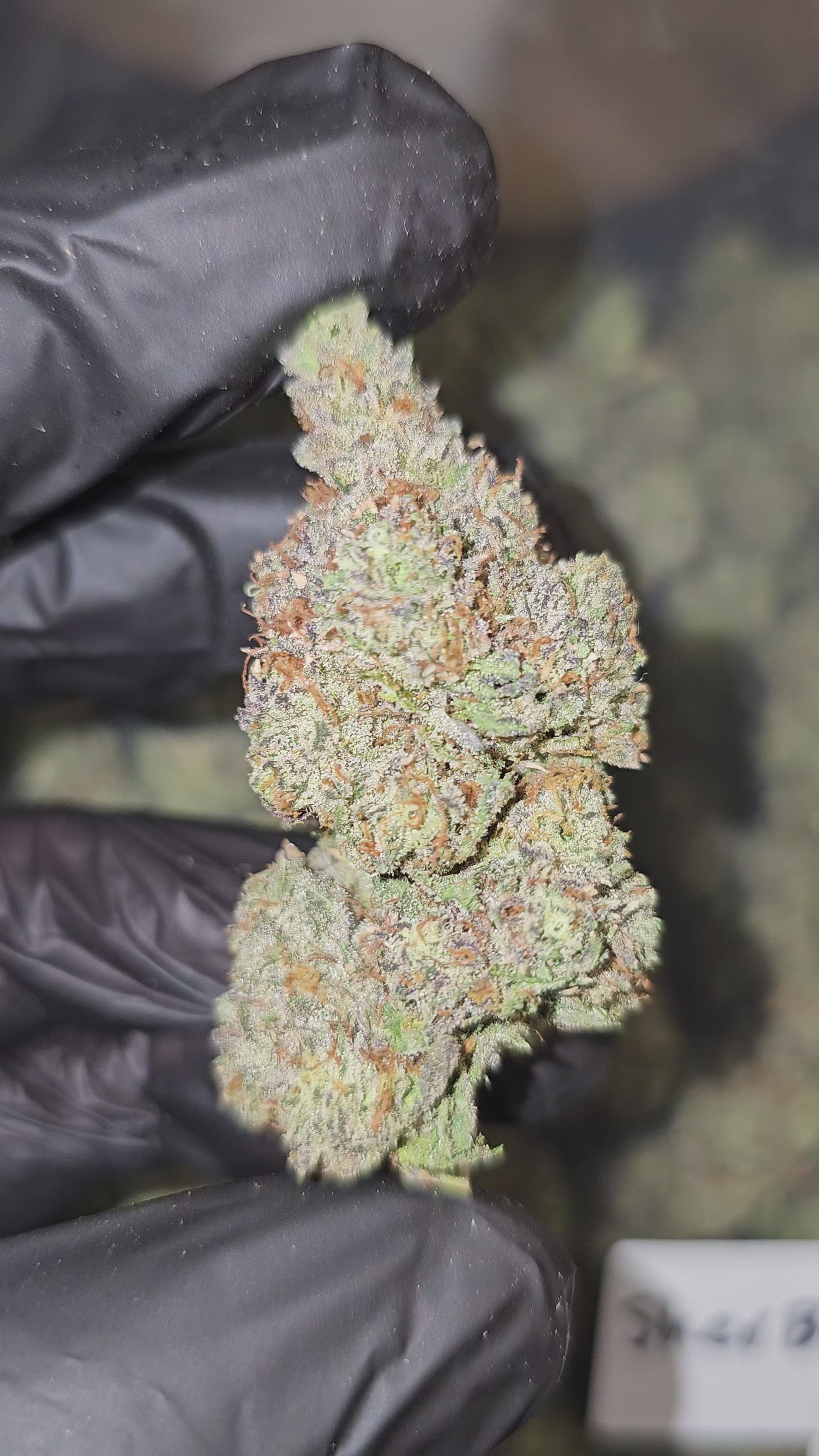 Sherbanger #2 | Top Shelf | Flower