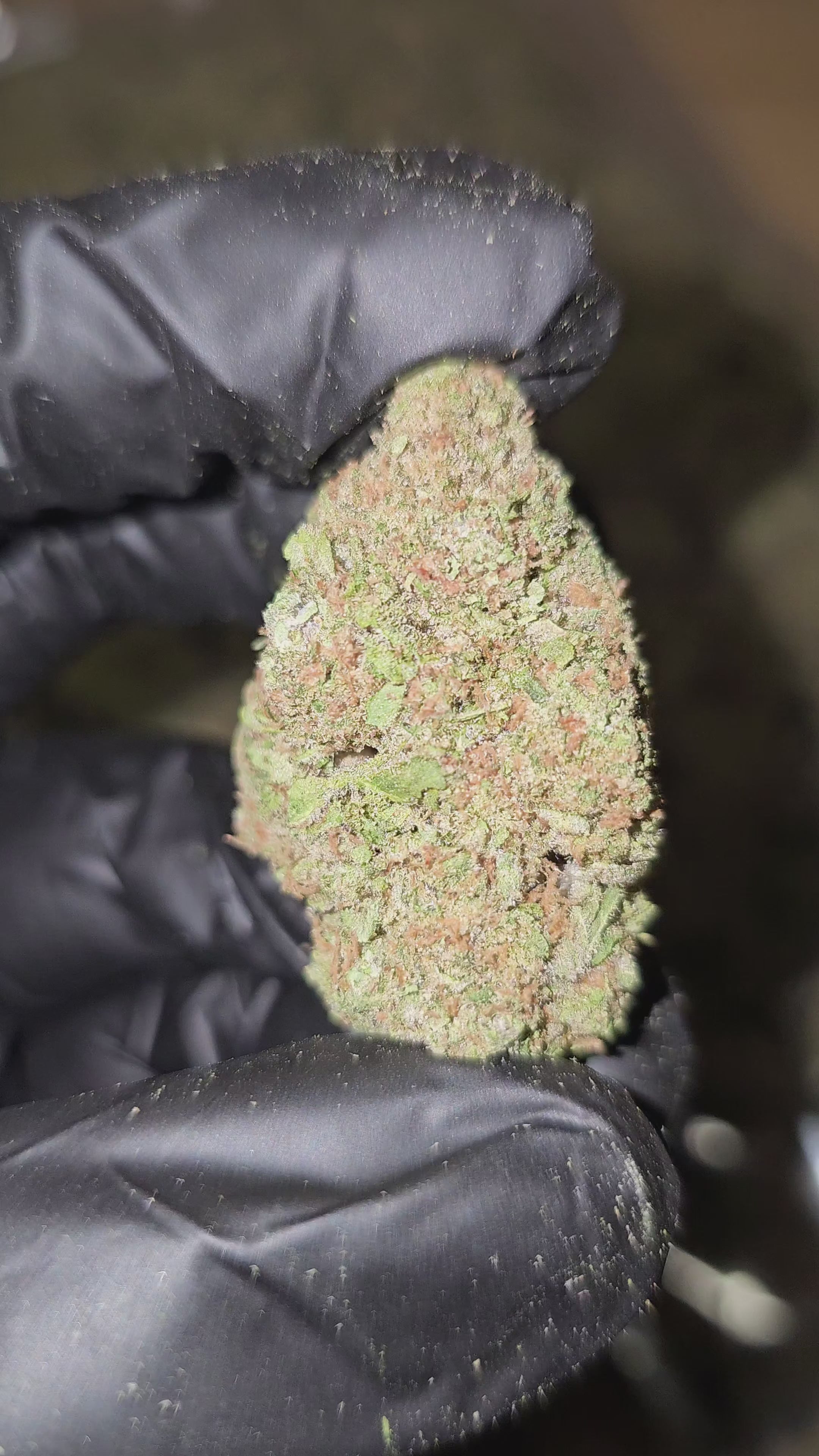Zkittles x Gello | Top Shelf | Flower