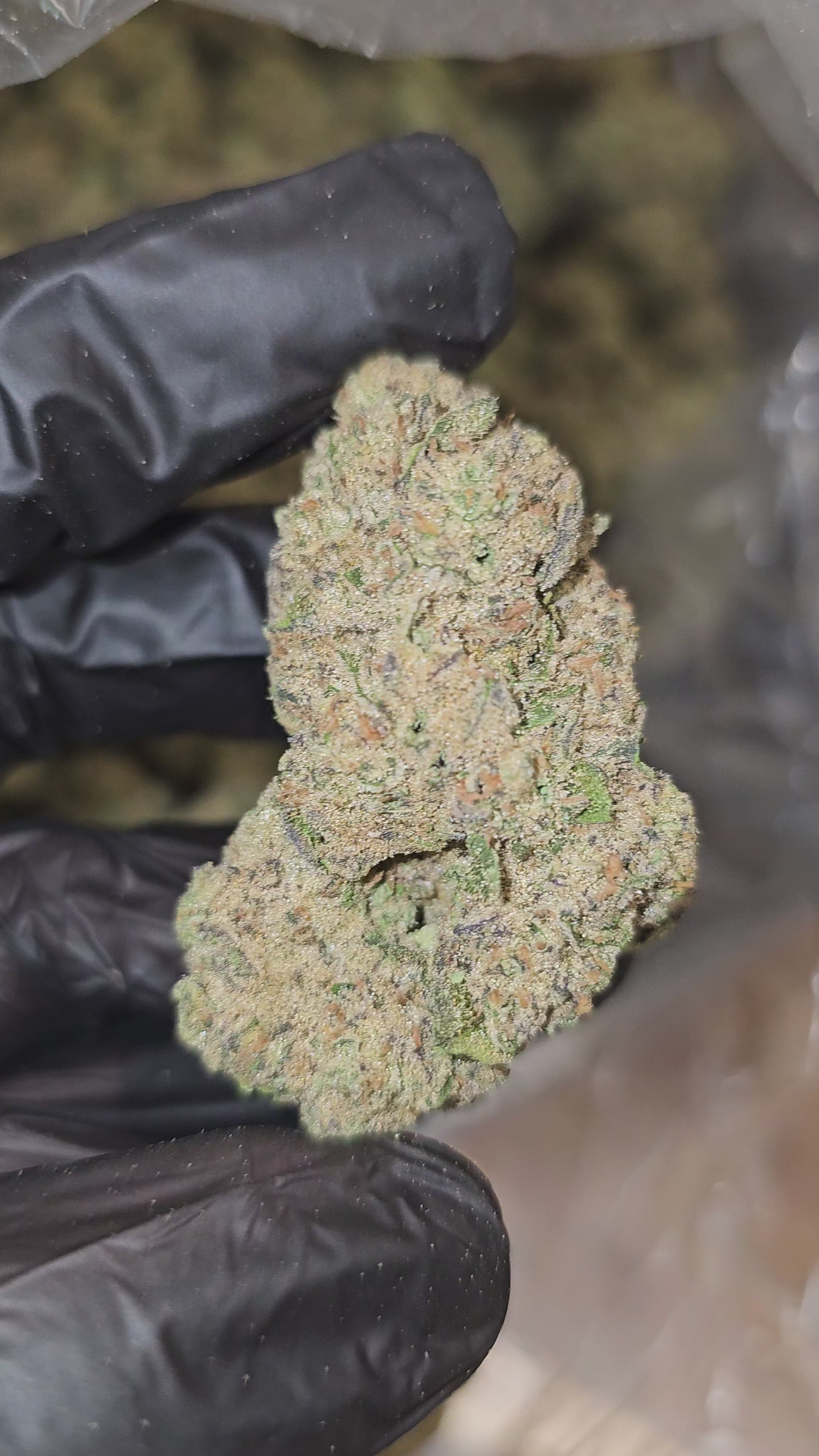 Load video: Jealousy | Top Shelf | Flower