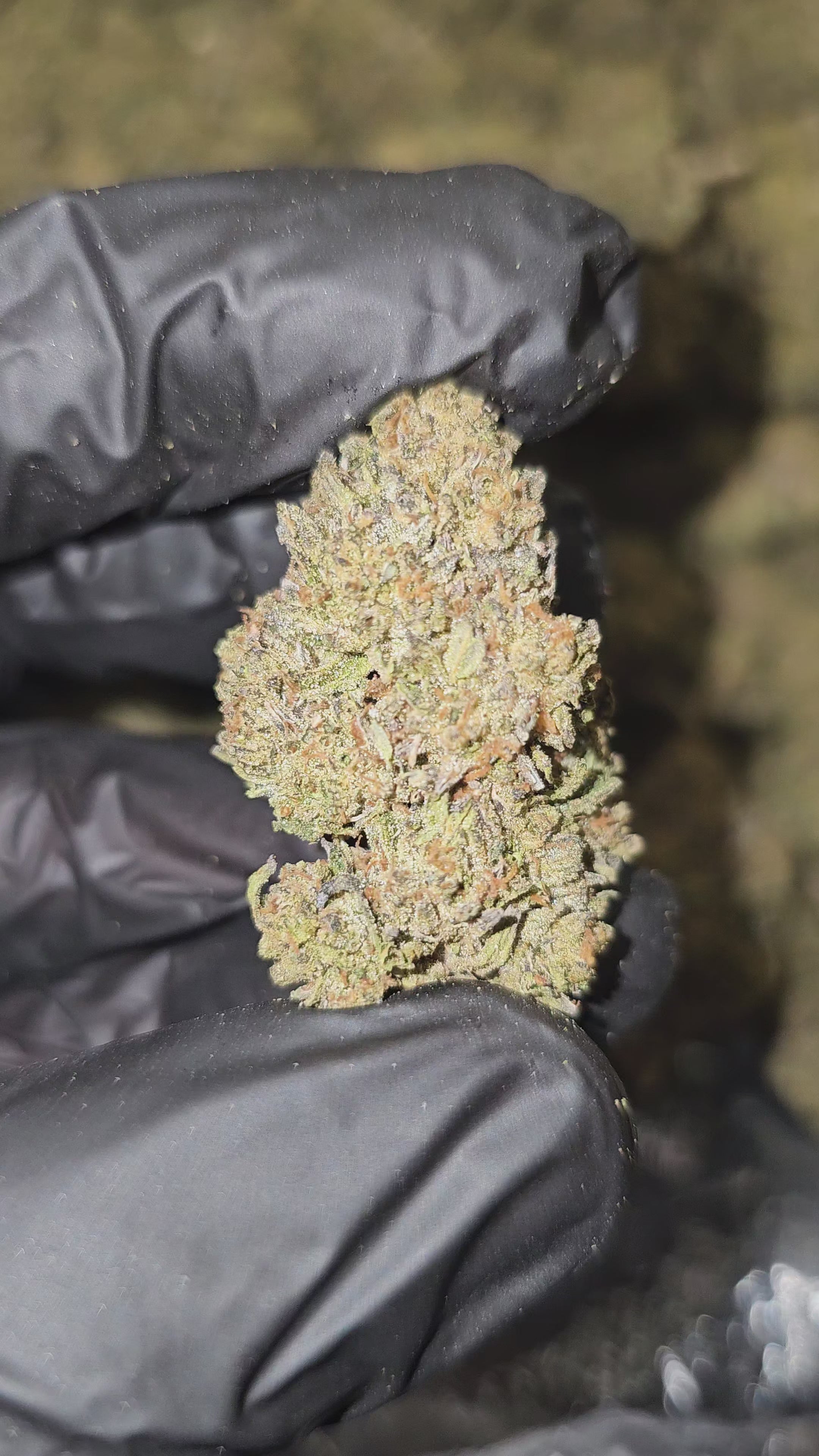 Zero Gravity | Top Shelf | Flower | On Sale