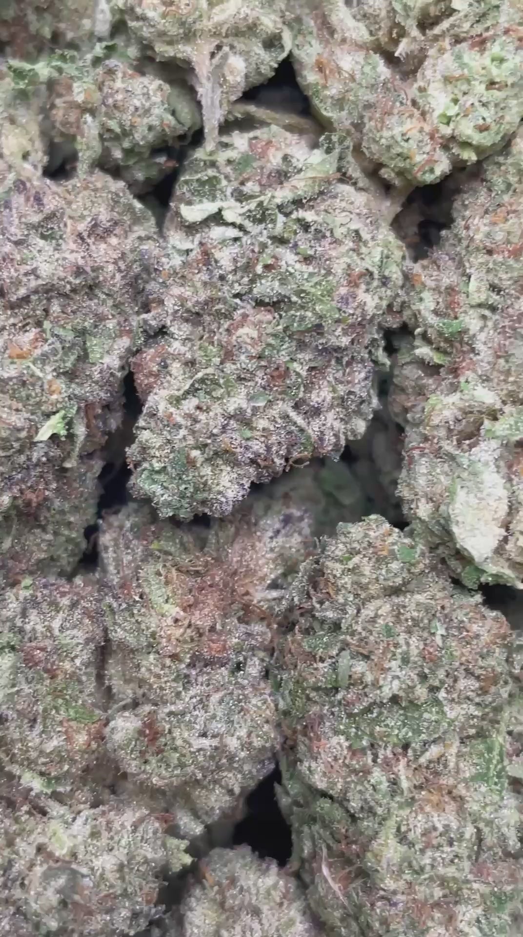 Load video: Glitter Bomb | Top Tier | Flower | ON SALE