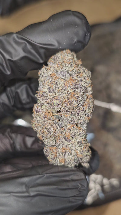 Double Chocolate | First Cut Exotics | Flower | 36.11%