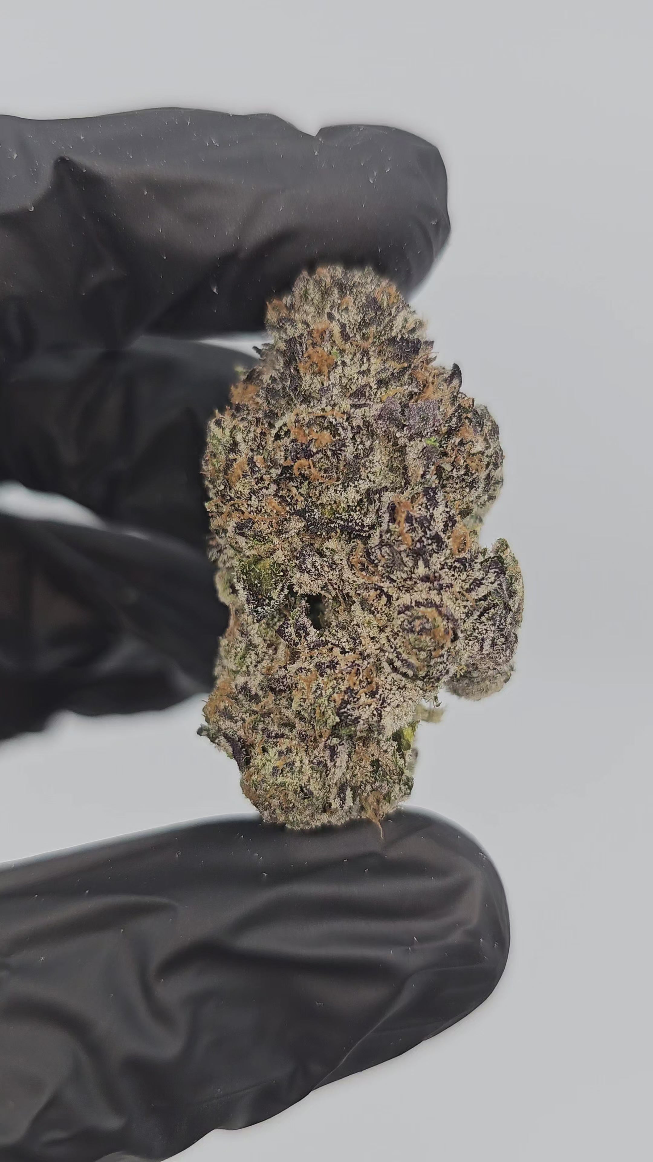 Insane Pound Cake | Boutique Exotics | Flower | On Sale