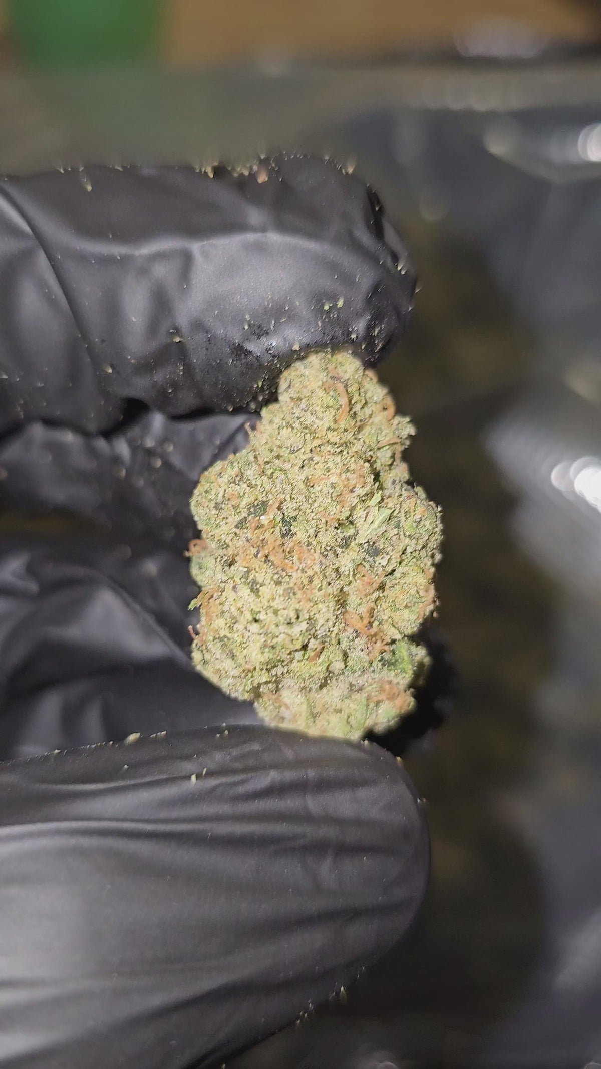 Electric Wifi | Top Shelf Flower 31% | On Sale