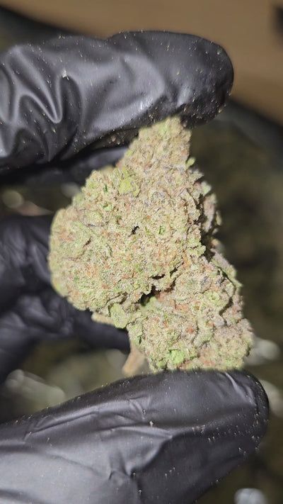 Pack Mule | Top Shelf Flower | On Sale