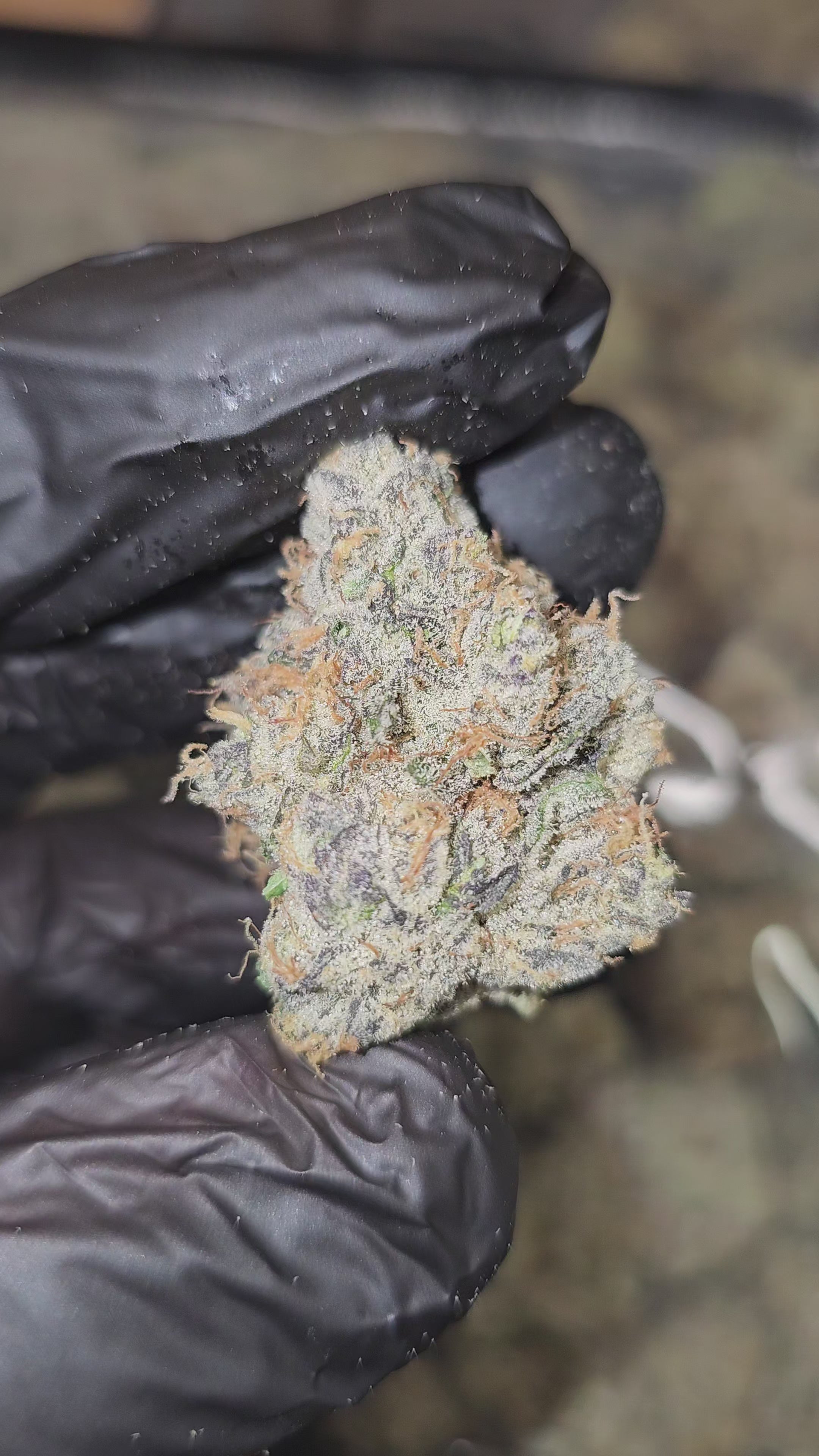 White Taffi | First Cut Exotics | Flower | 7 Grams Packs | 34%