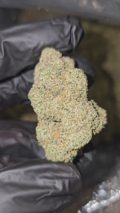 Green Crack | Top Shelf | Flower