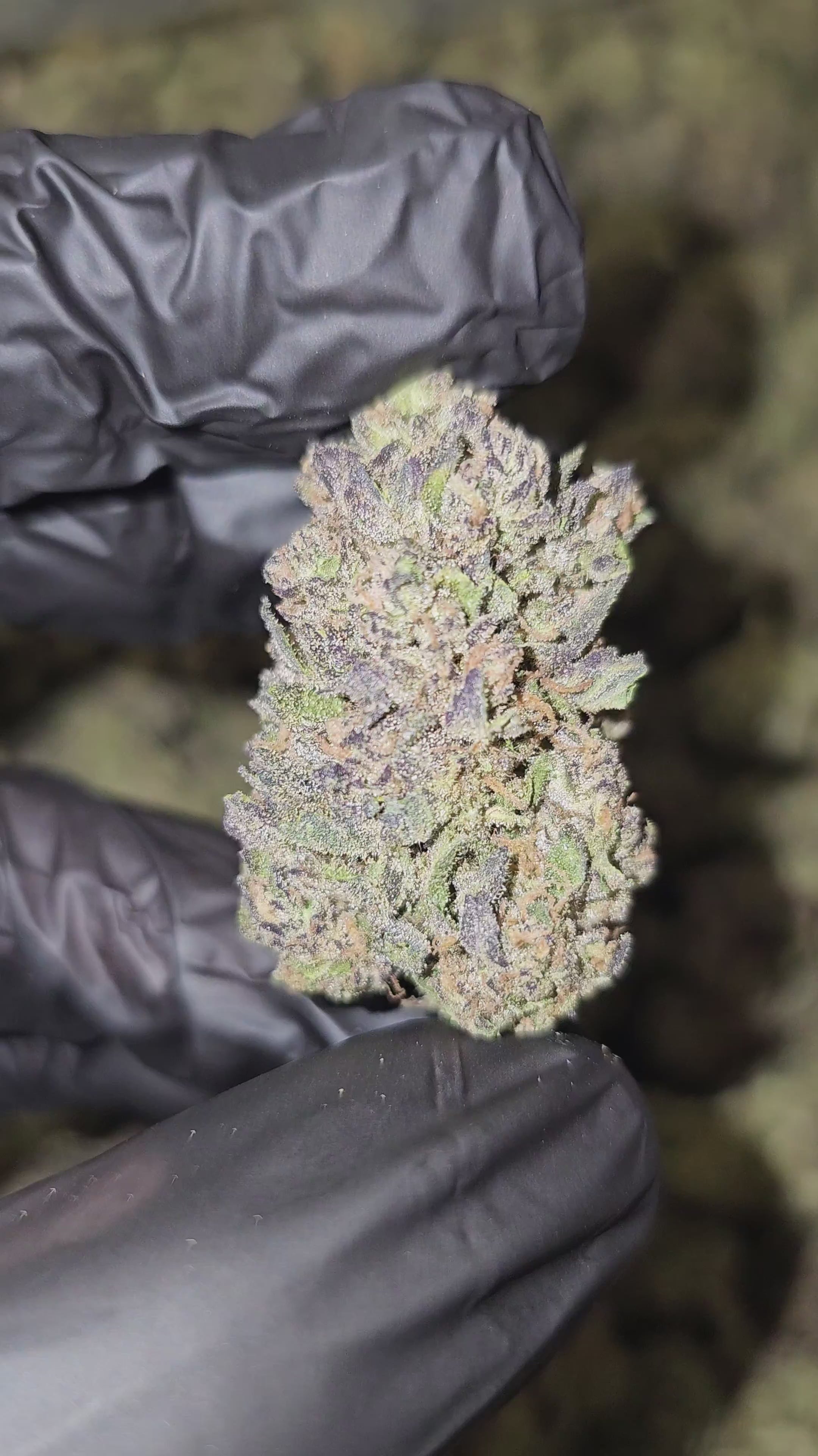 Load video: White Runtz | Top Shelf | Flower | On Sale